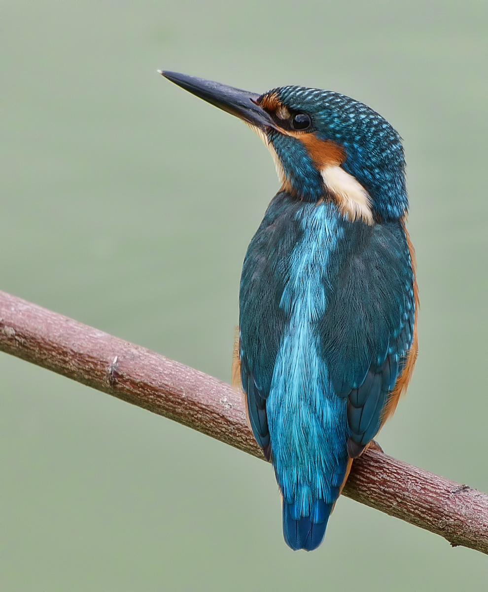 Martino guardingo...