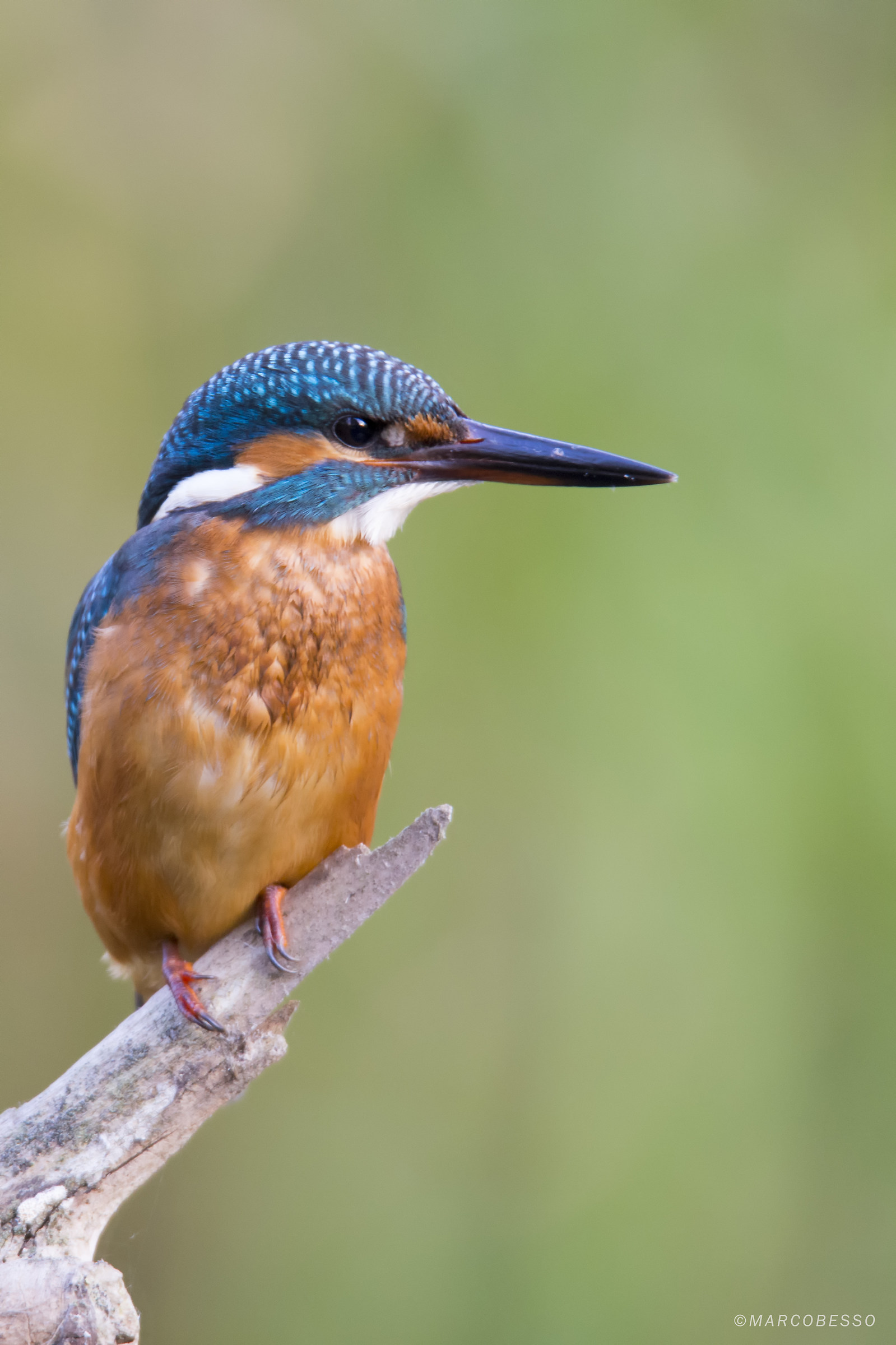 Kingfisher