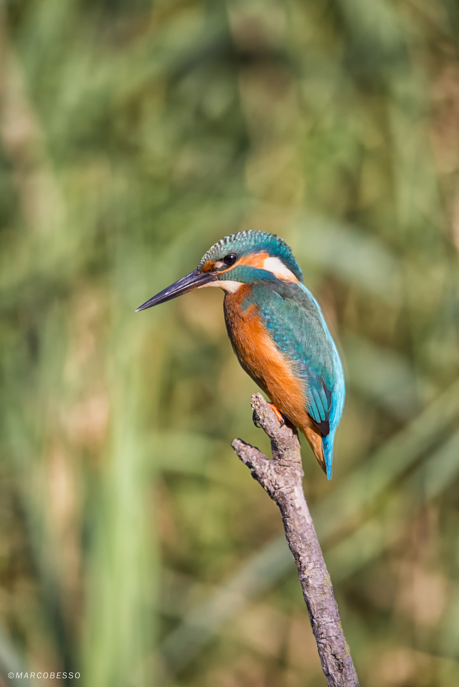 Kingfisher