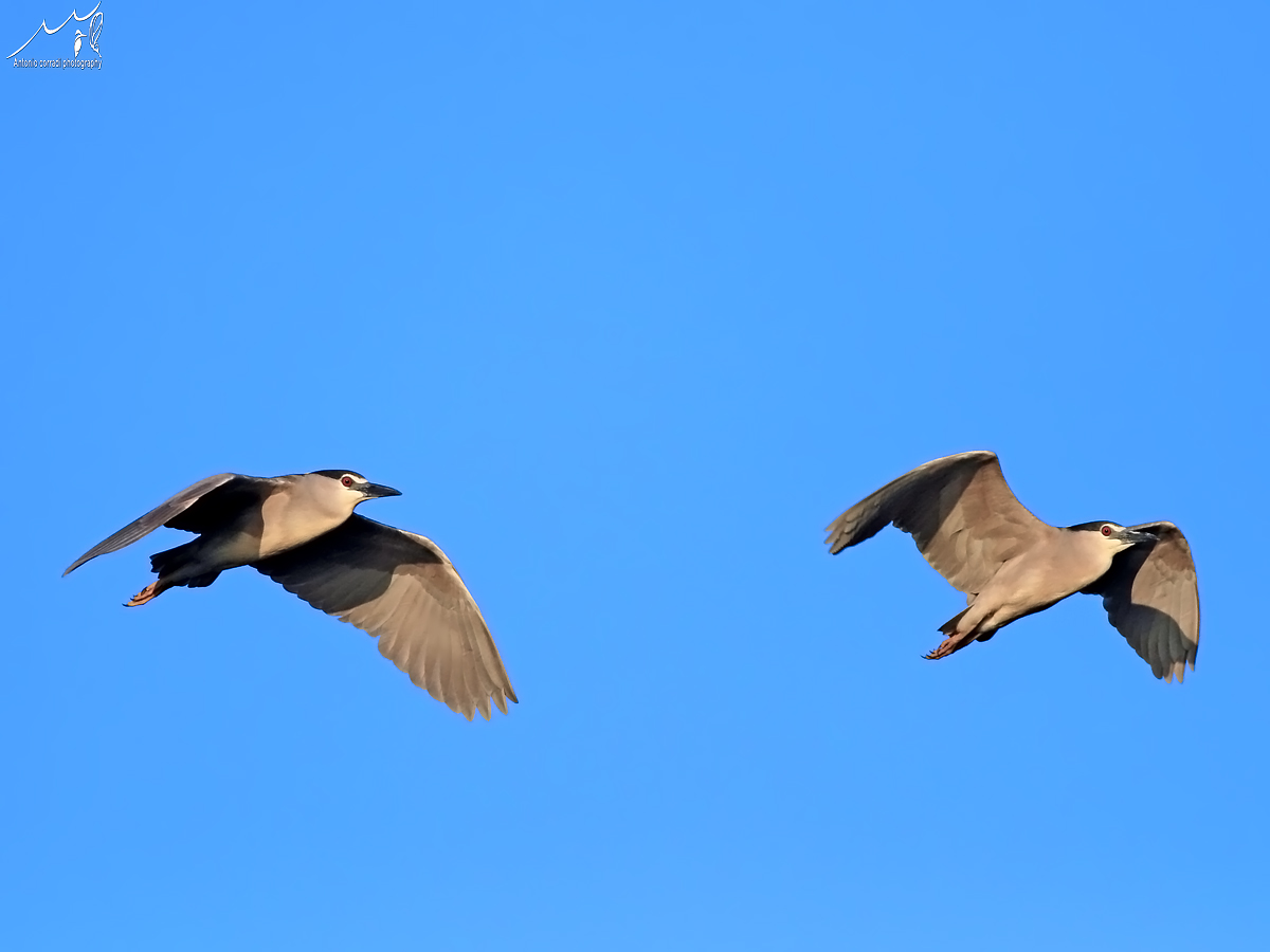 Nitticore in volo....