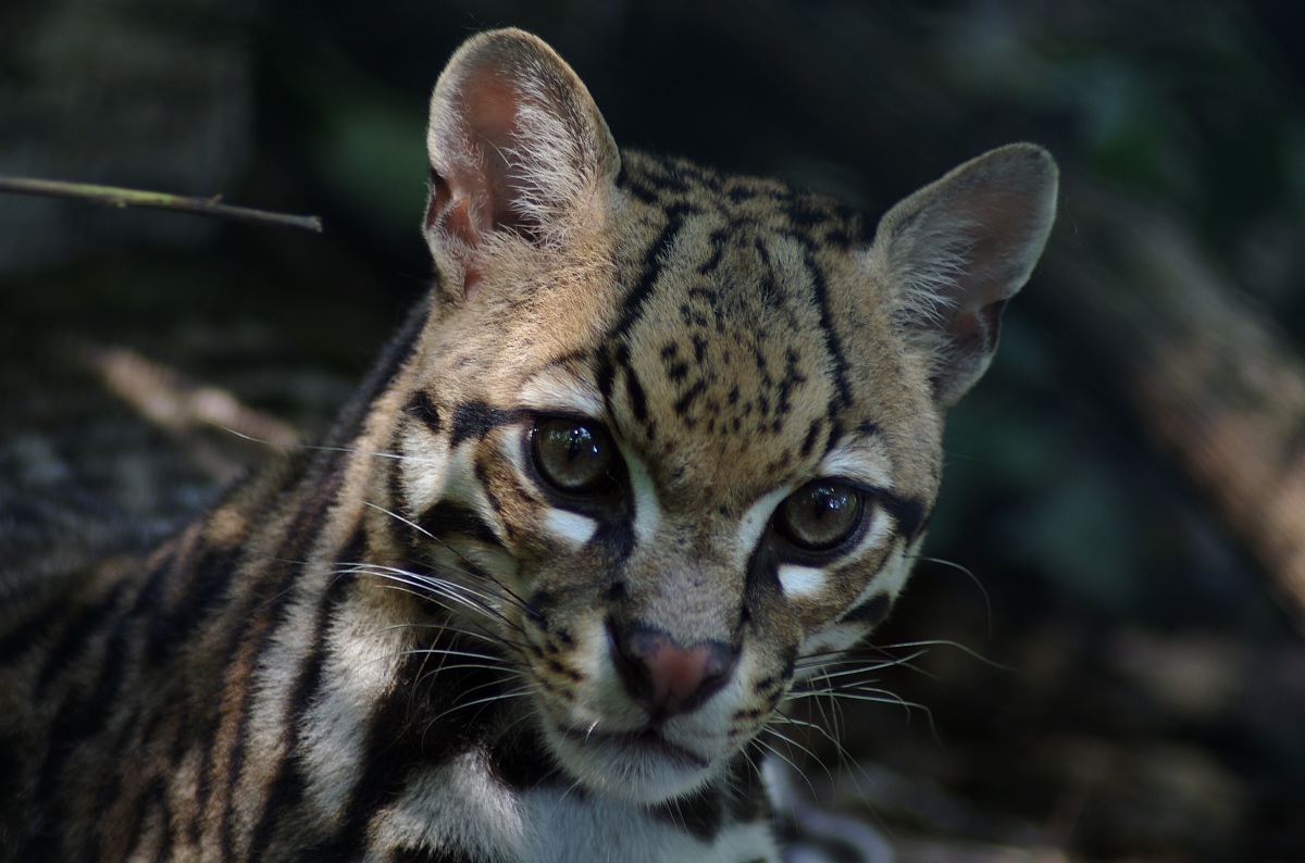 Leopardo Ocelot cucciolo