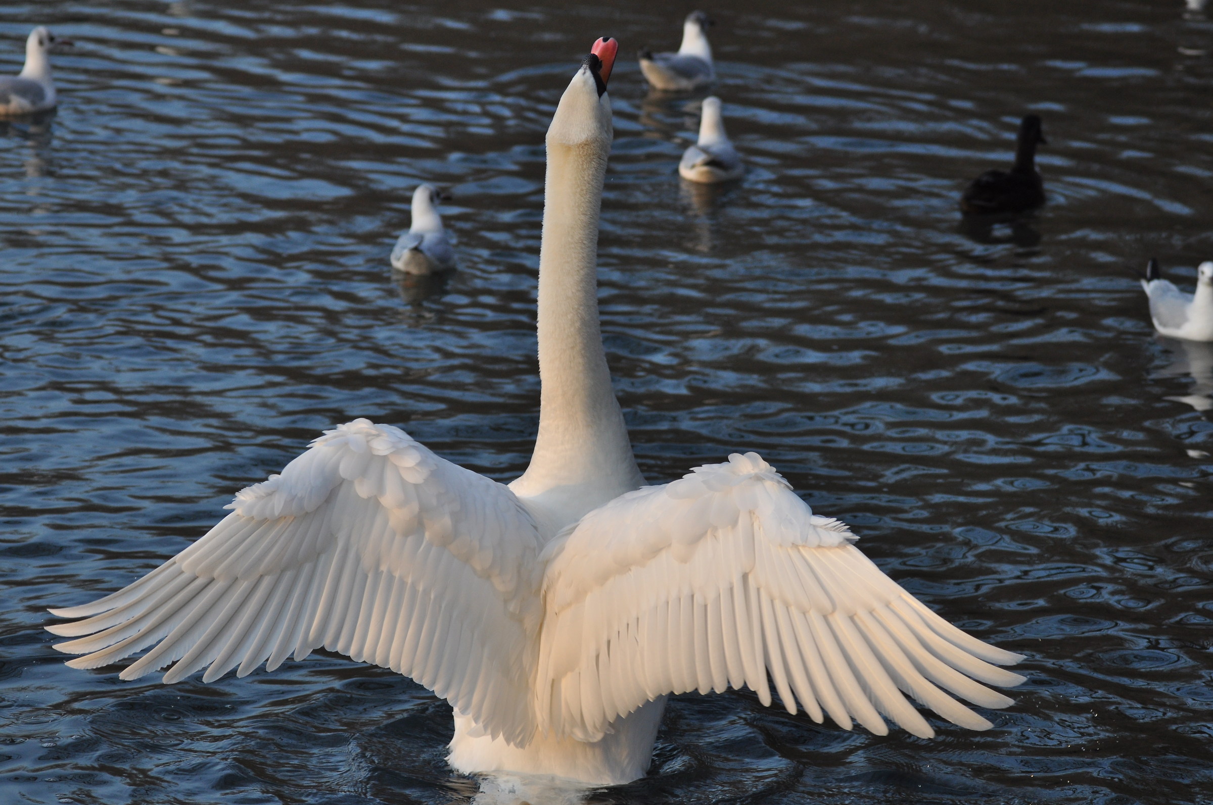 swans