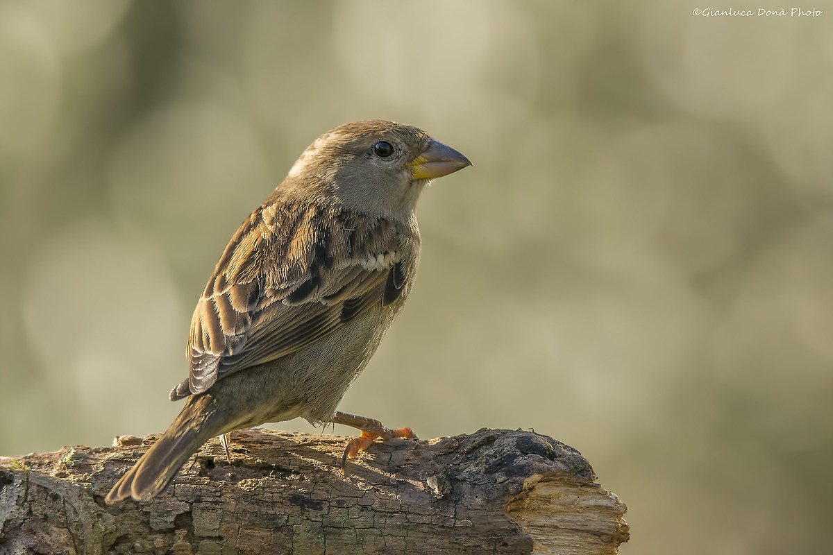 Sparrow (female)