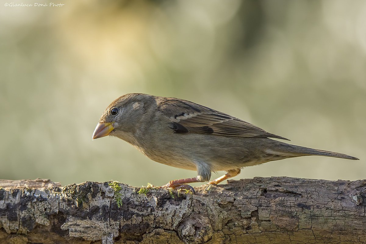 Sparrow (female)