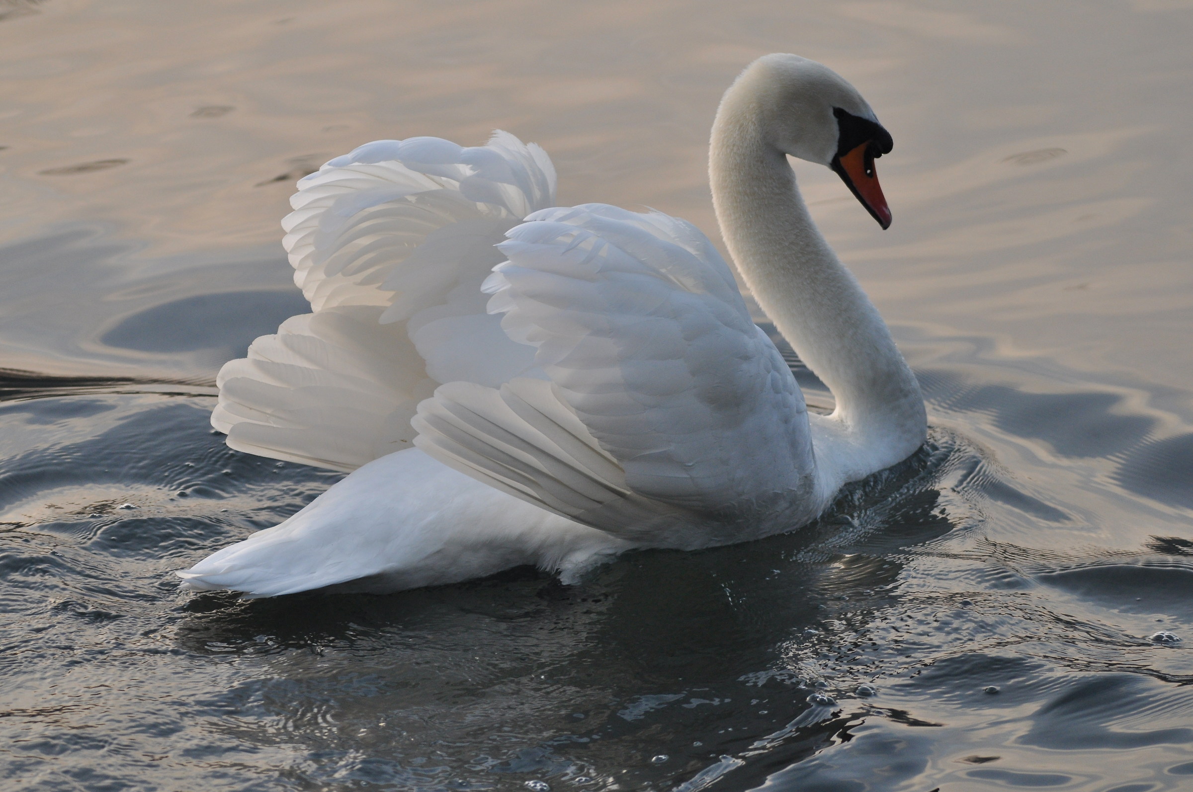 swans