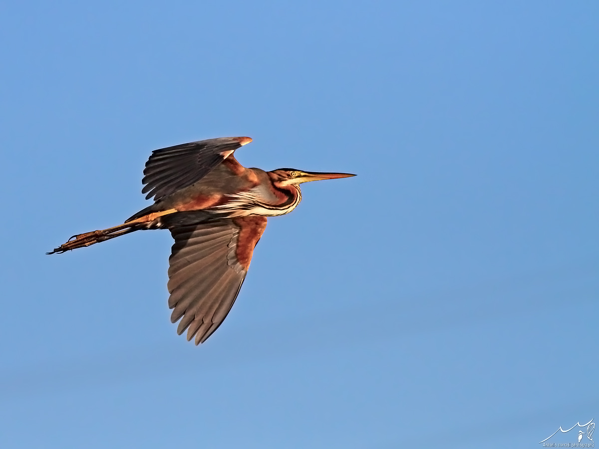 Airone rosso in volo