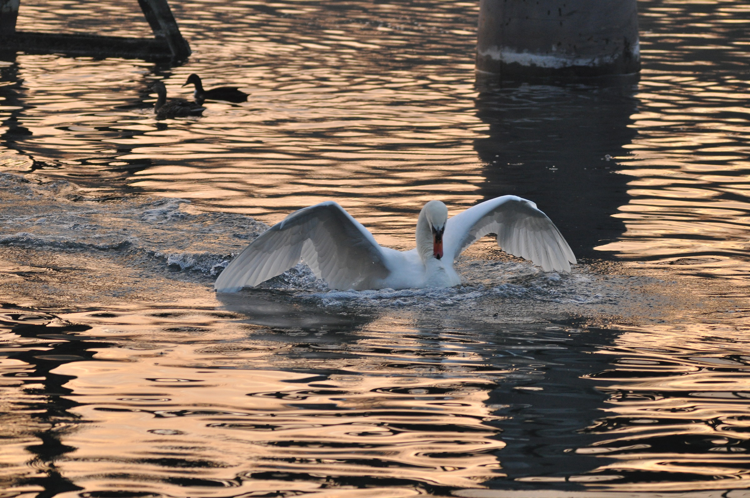 swans