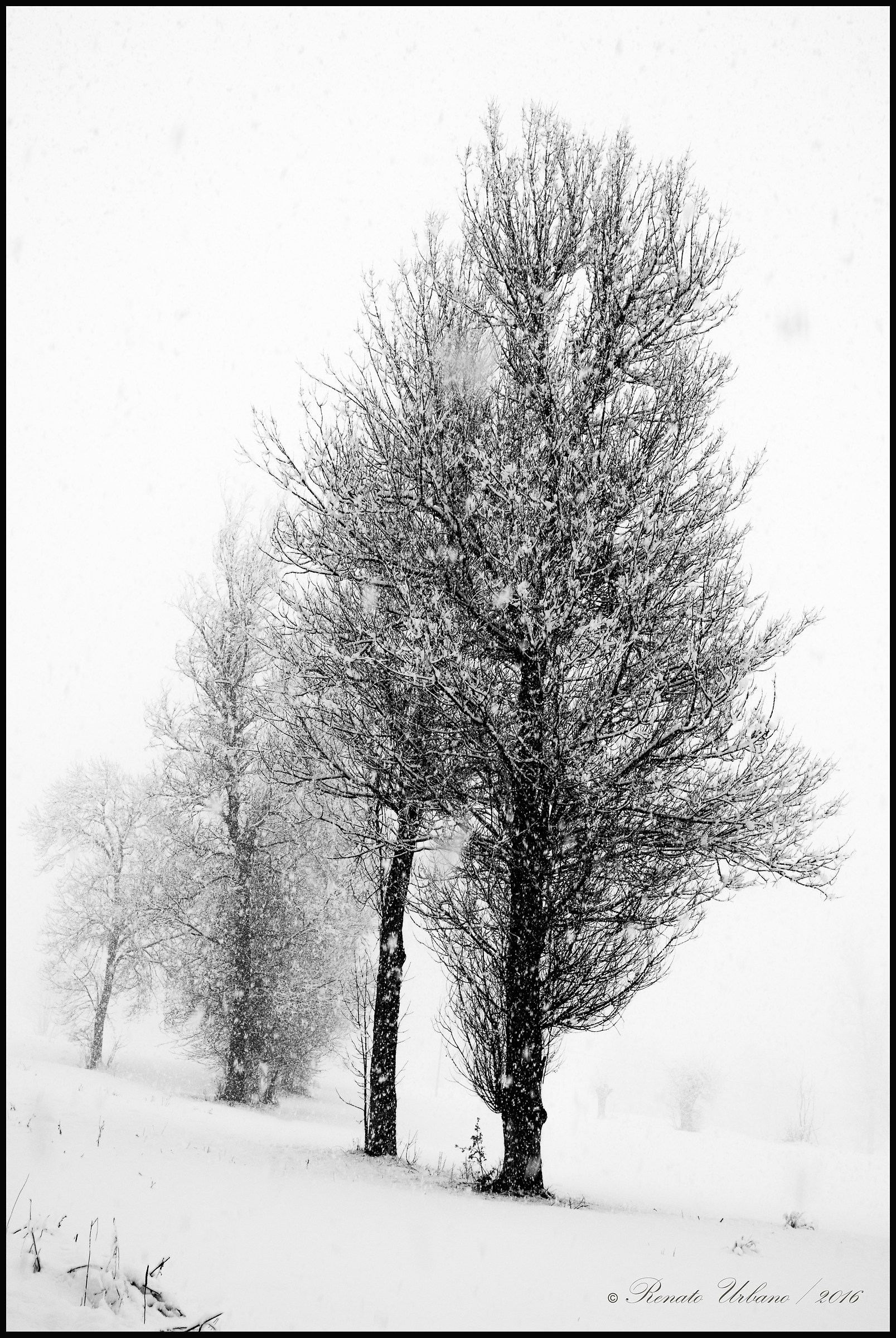 Alberi nella tormenta