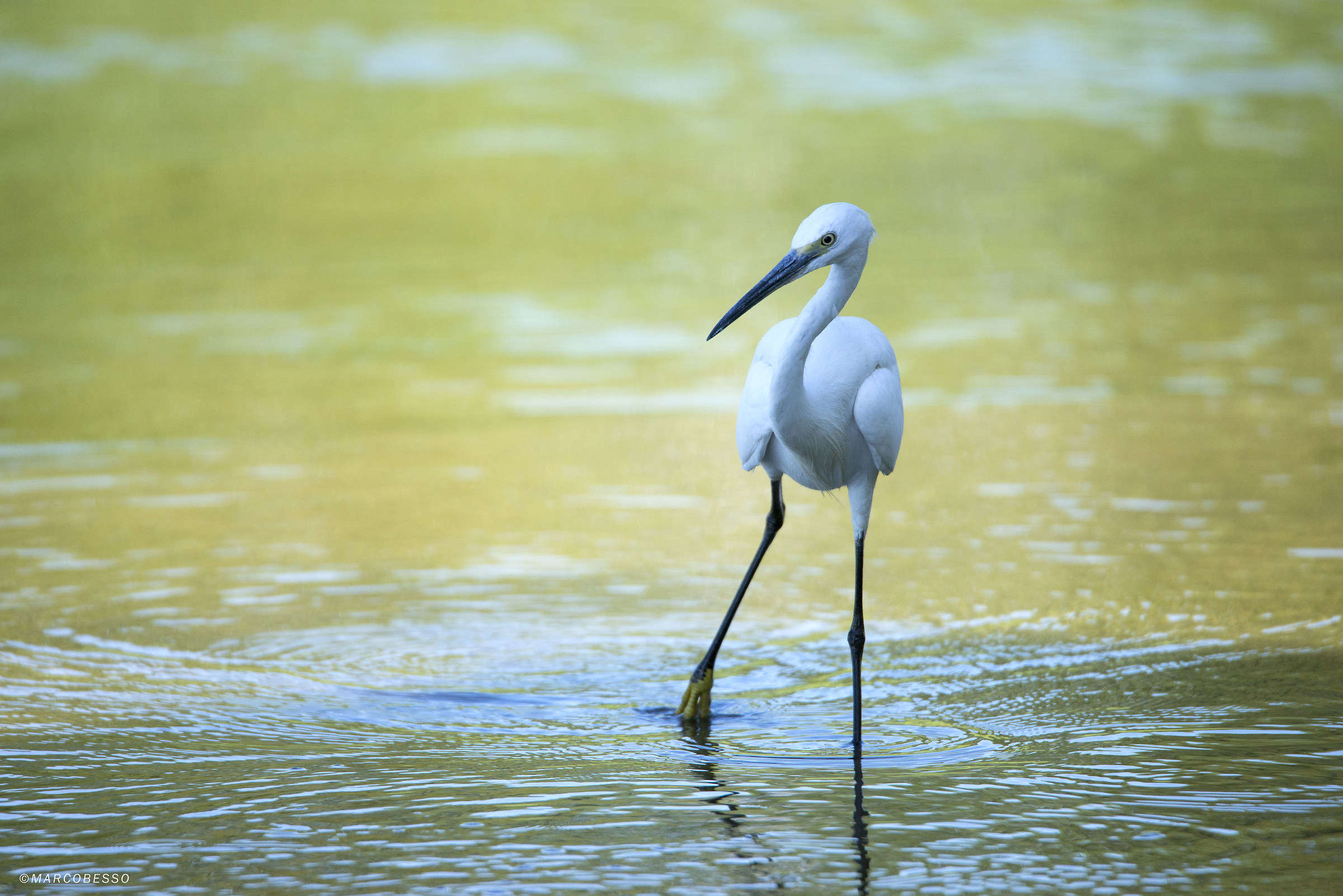 egret