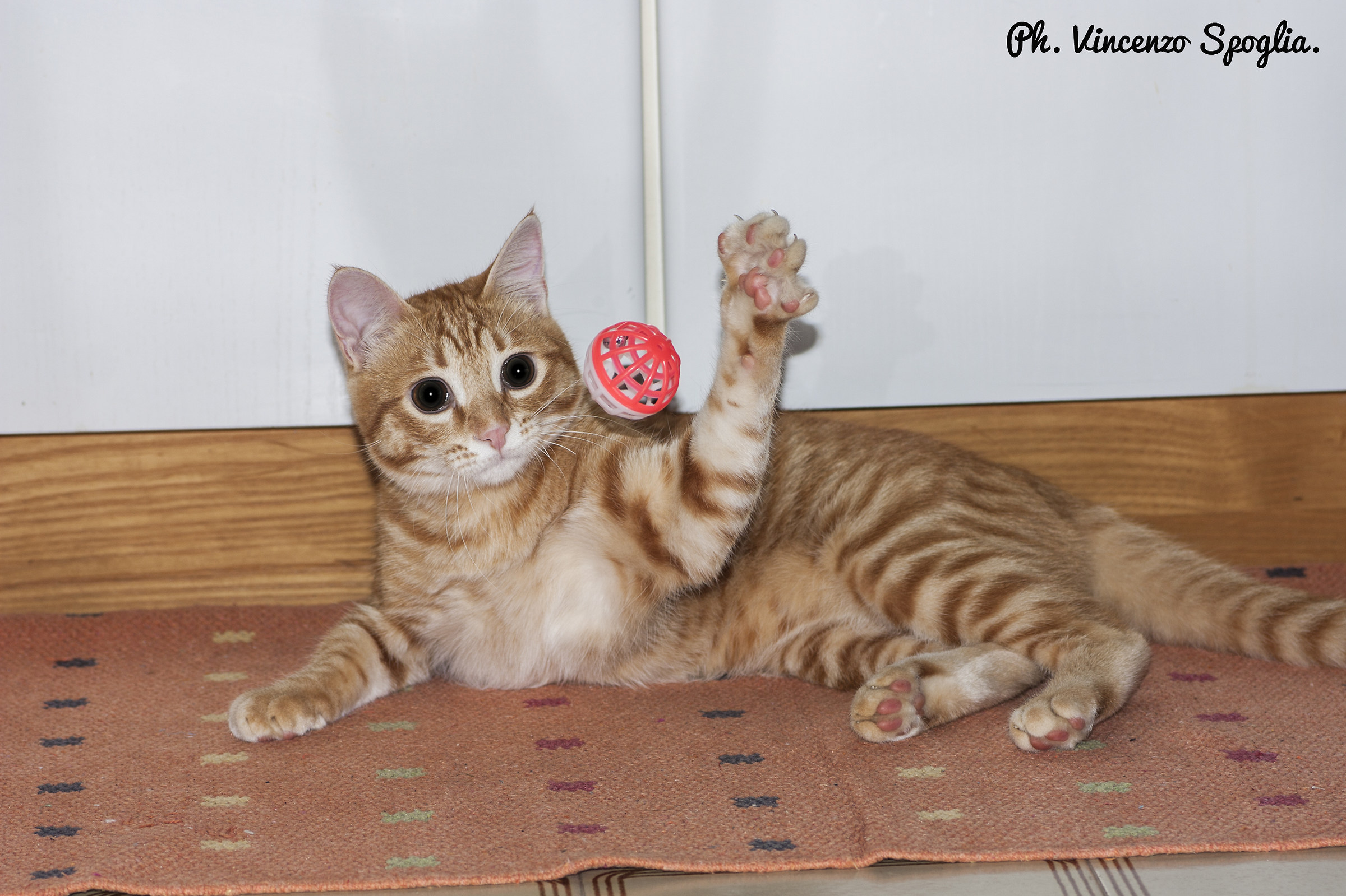 Tommy plays with the ball :)