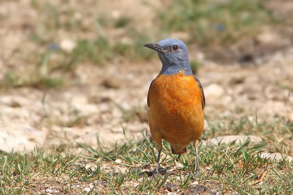 male redstart