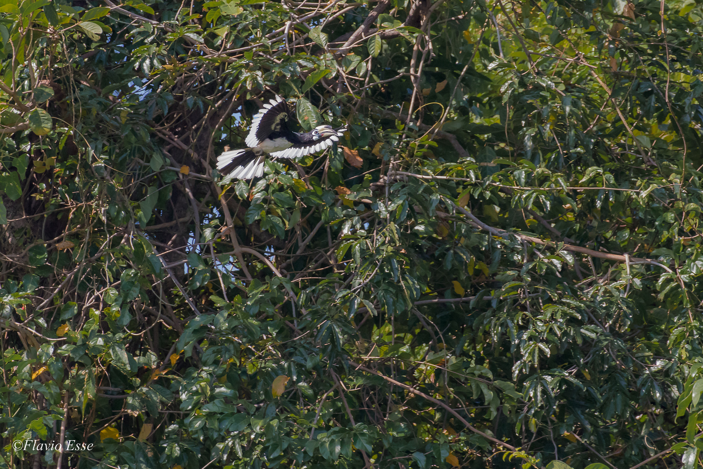 Bucero pezzato asiatico - Hornbill