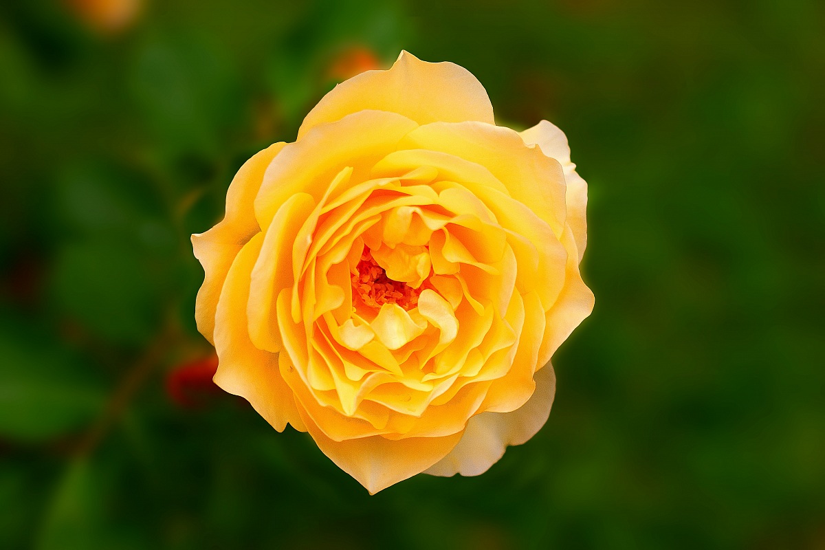 Yellow Rose