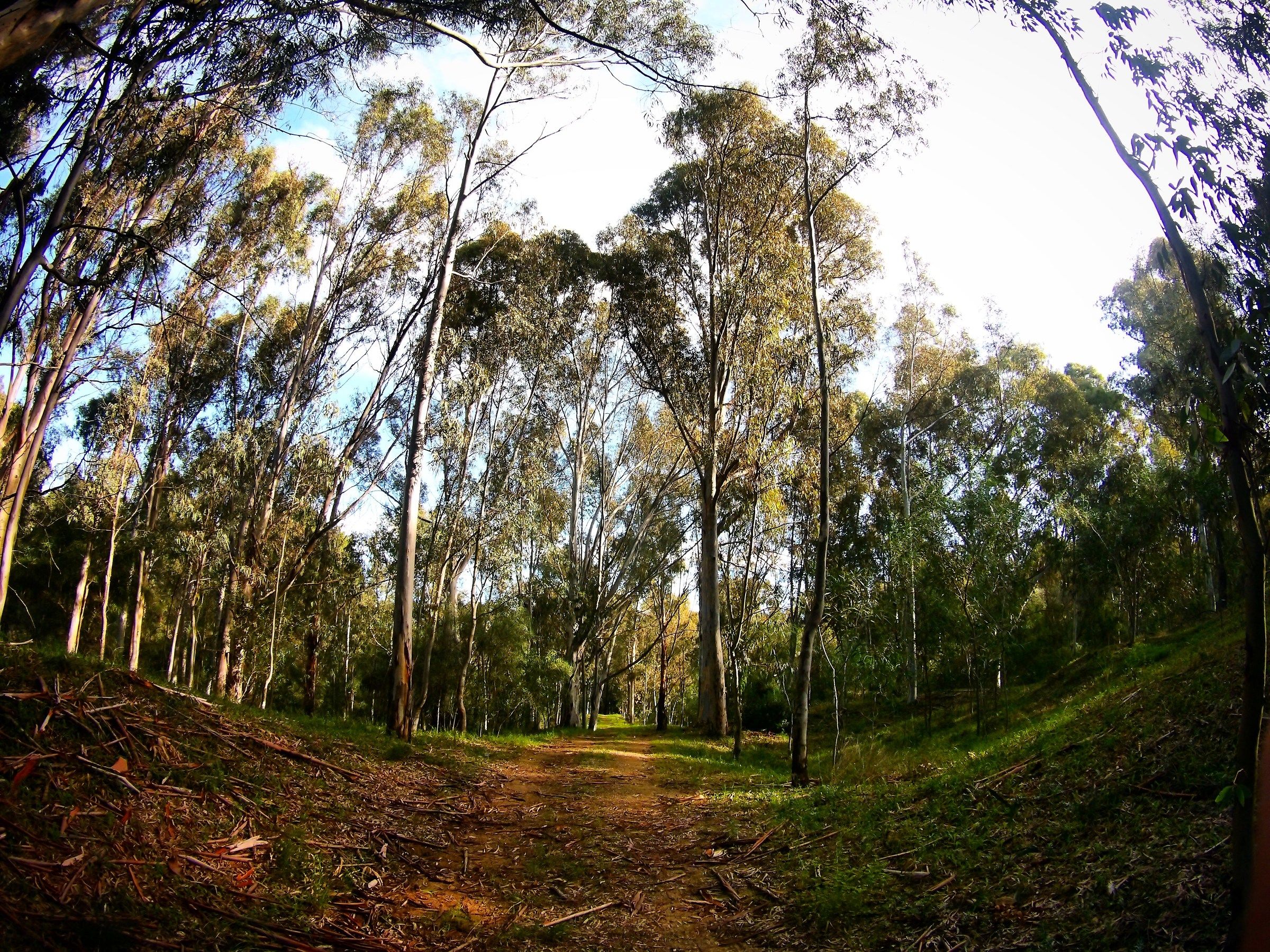 Passeggiando per il boschetto