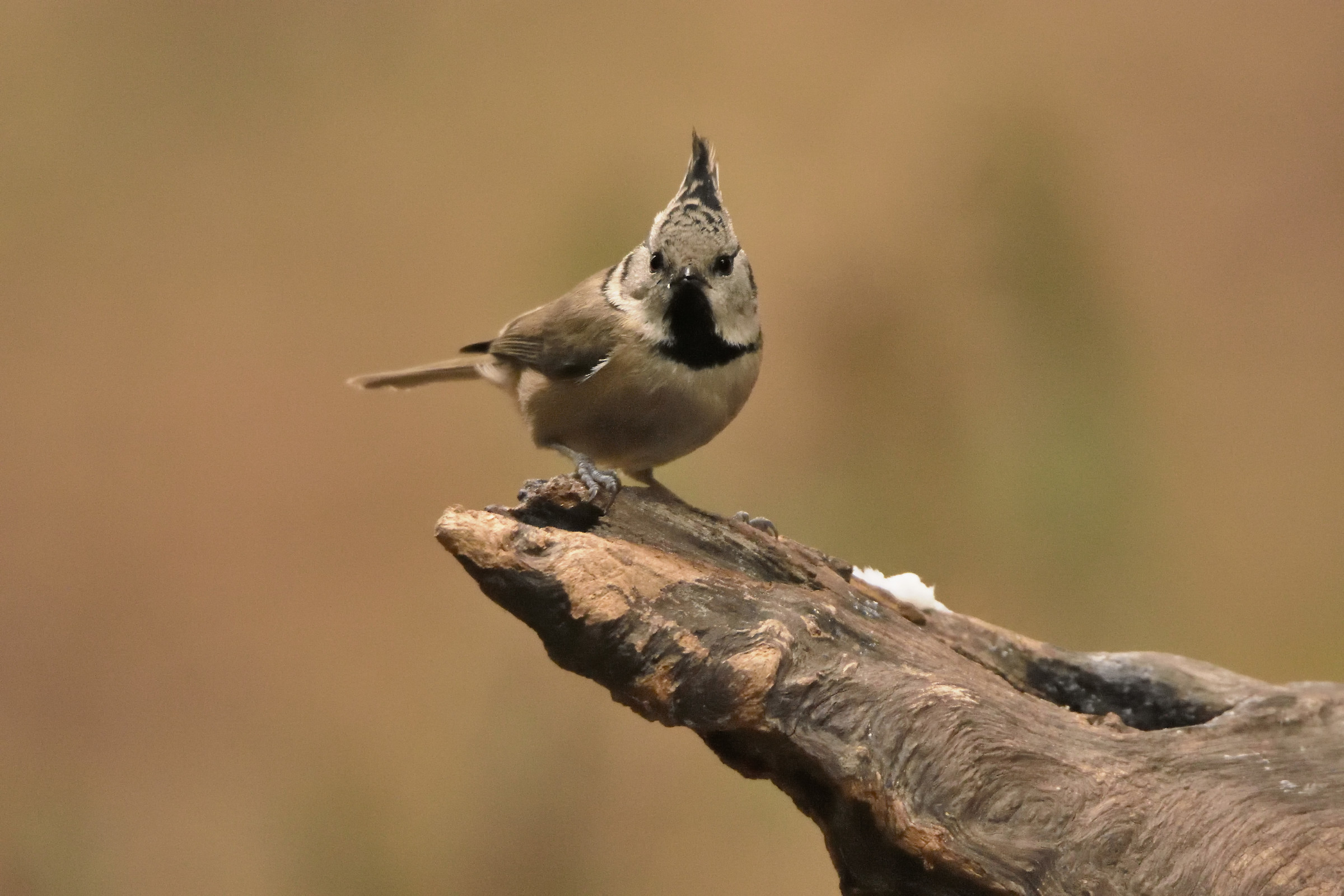 Crested Tit