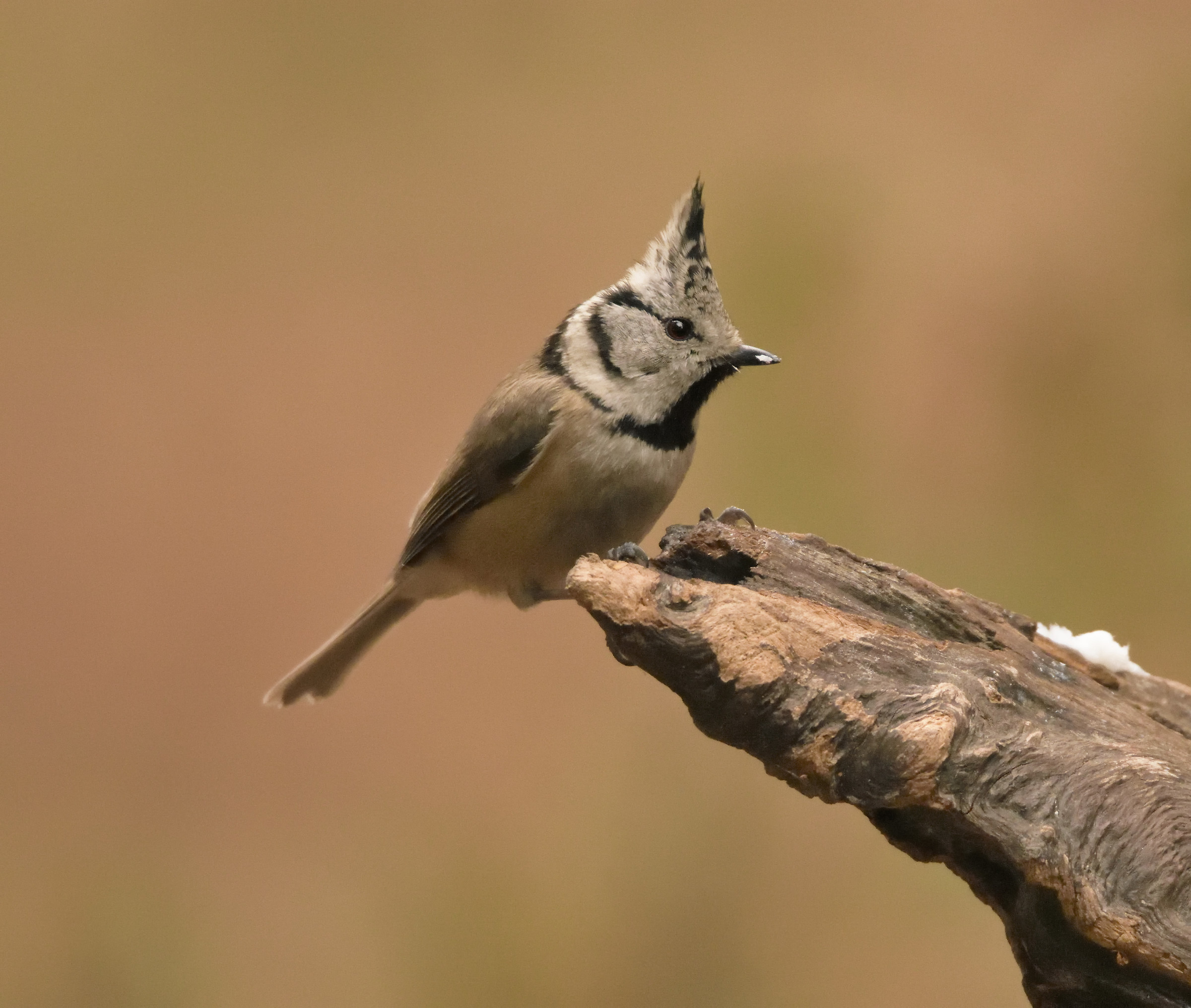 Crested Tit