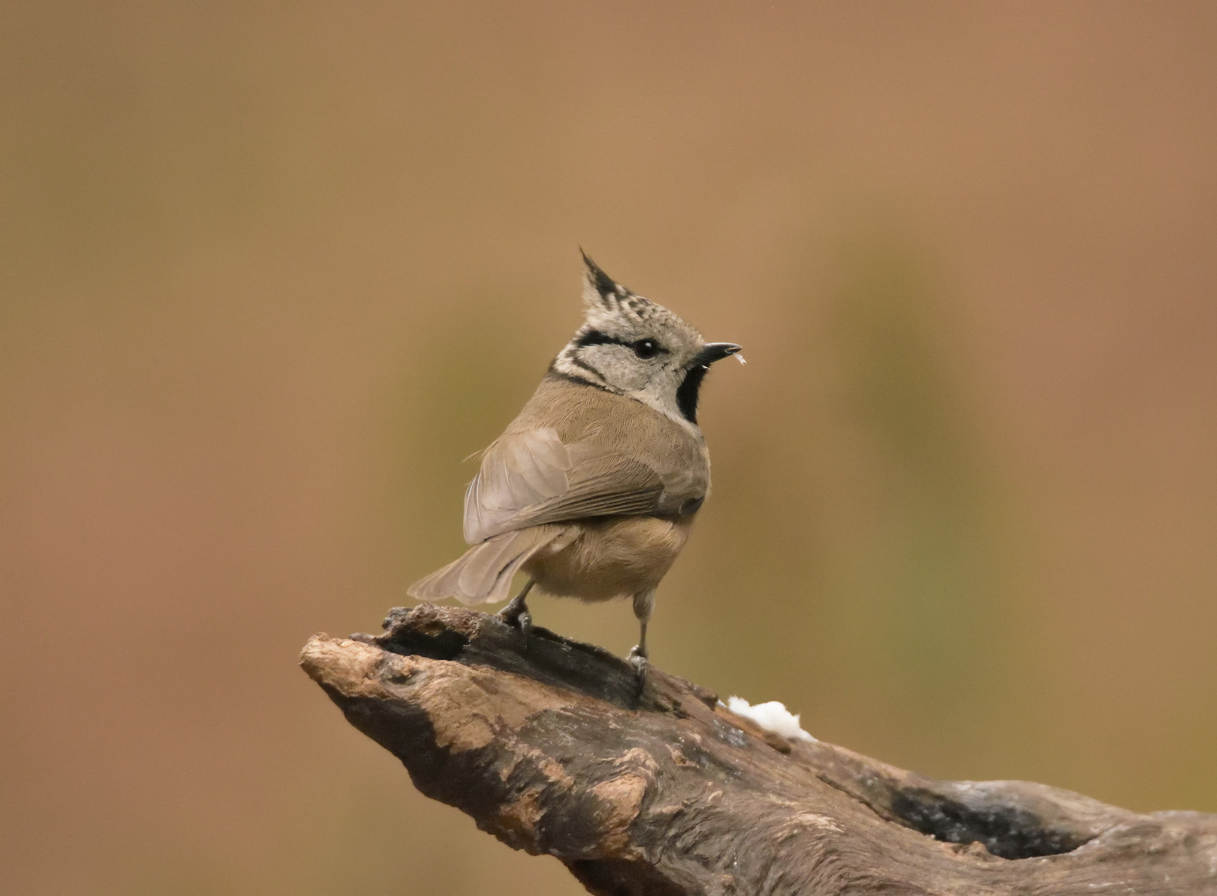 Crested Tit