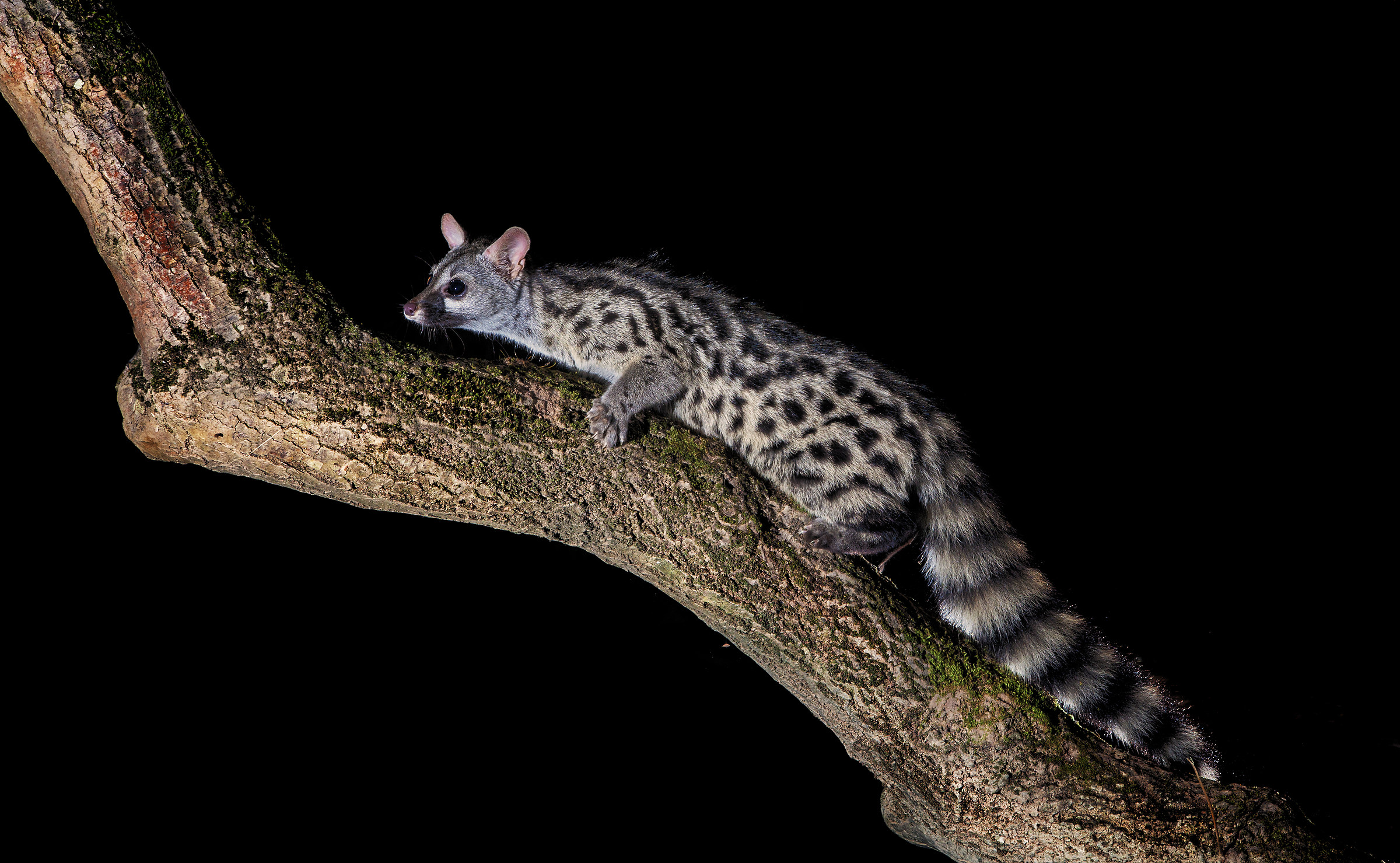 genet