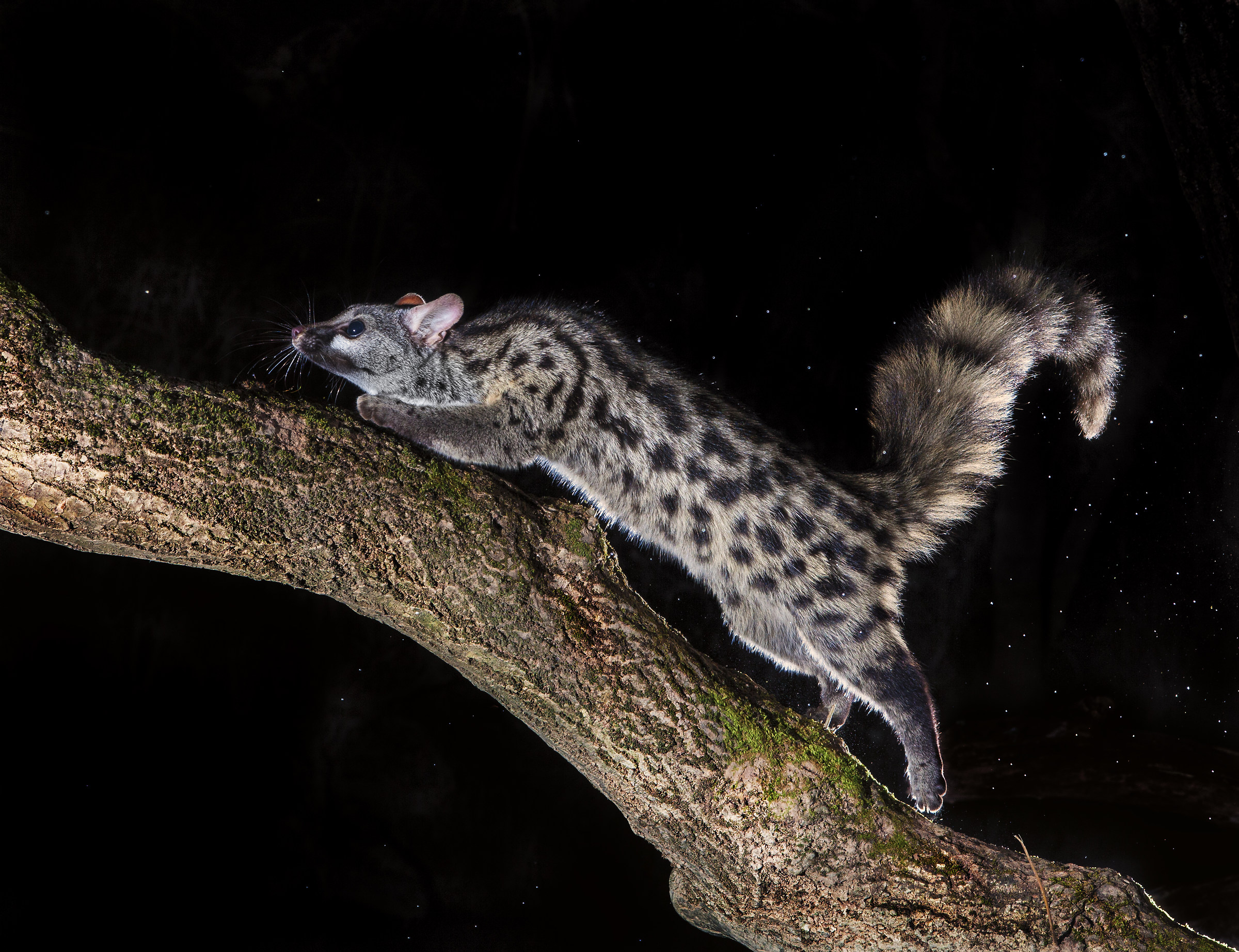 genet