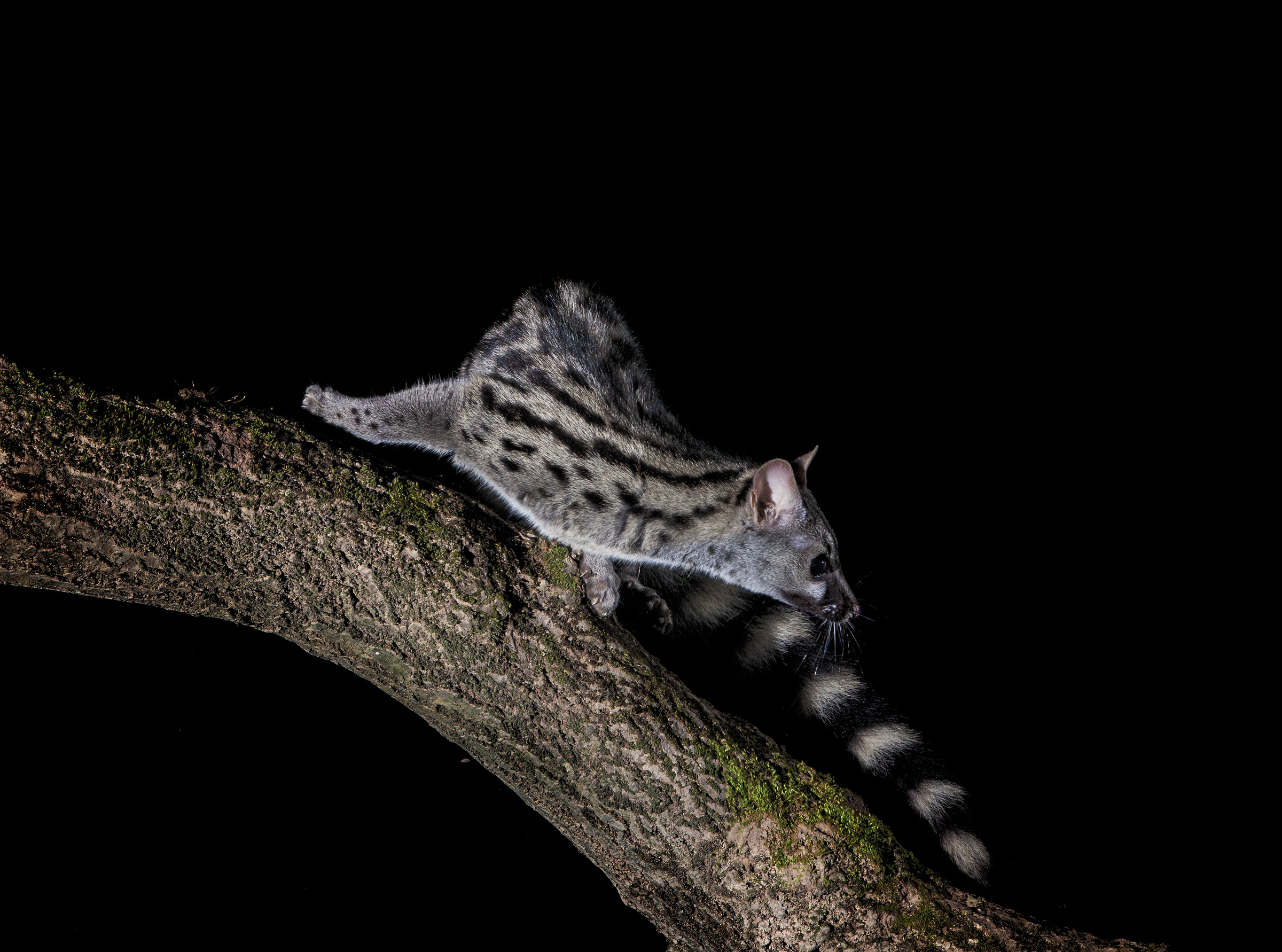 genet