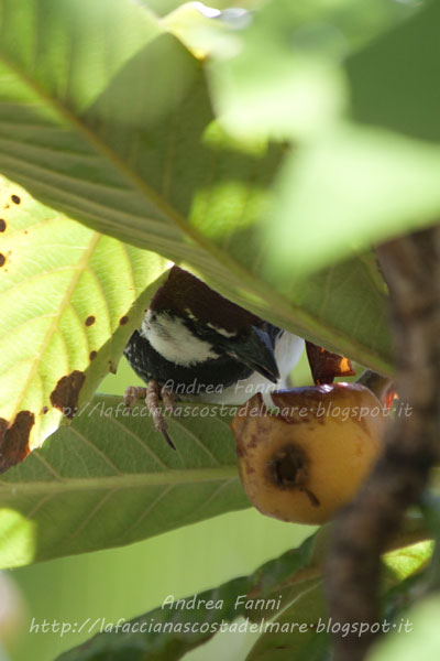 that this good medlar ...