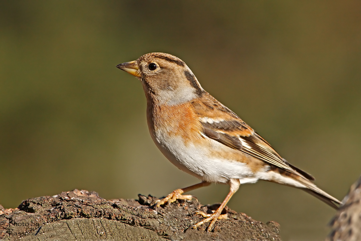 She Brambling!