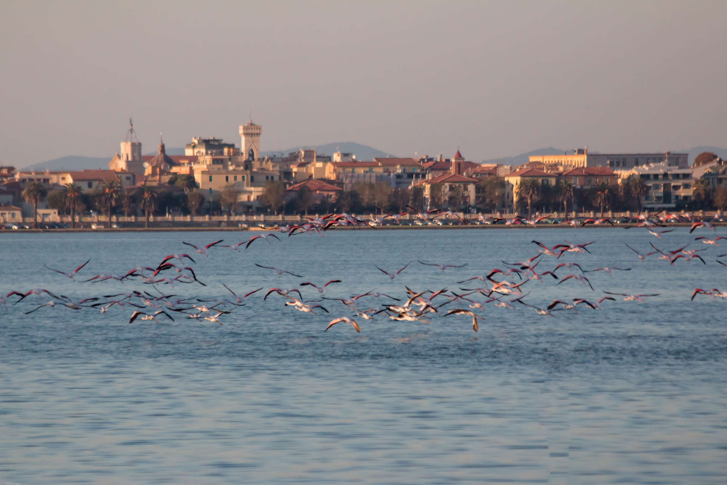 Fenicotteri ad Orbetello