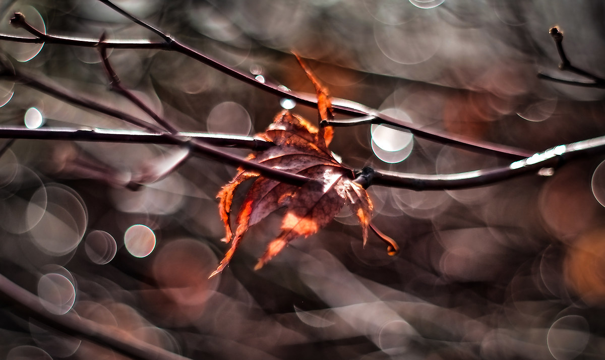 meyer oreston 50 1.8 bokeh