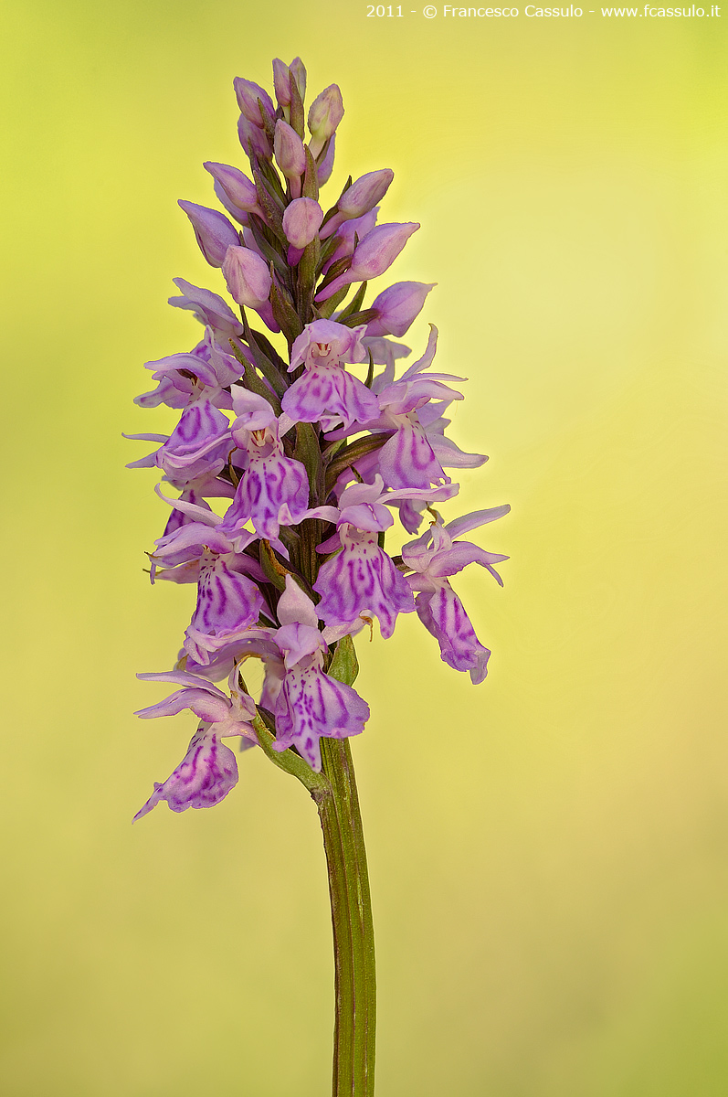 Concordia (Dactylorhiza maculata