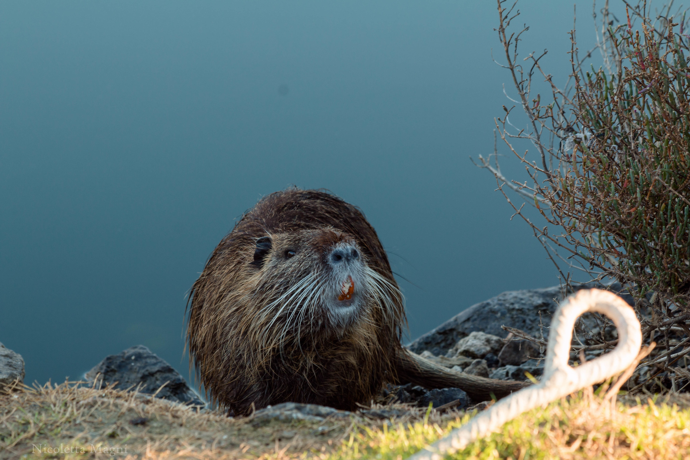 Nutria IN posa