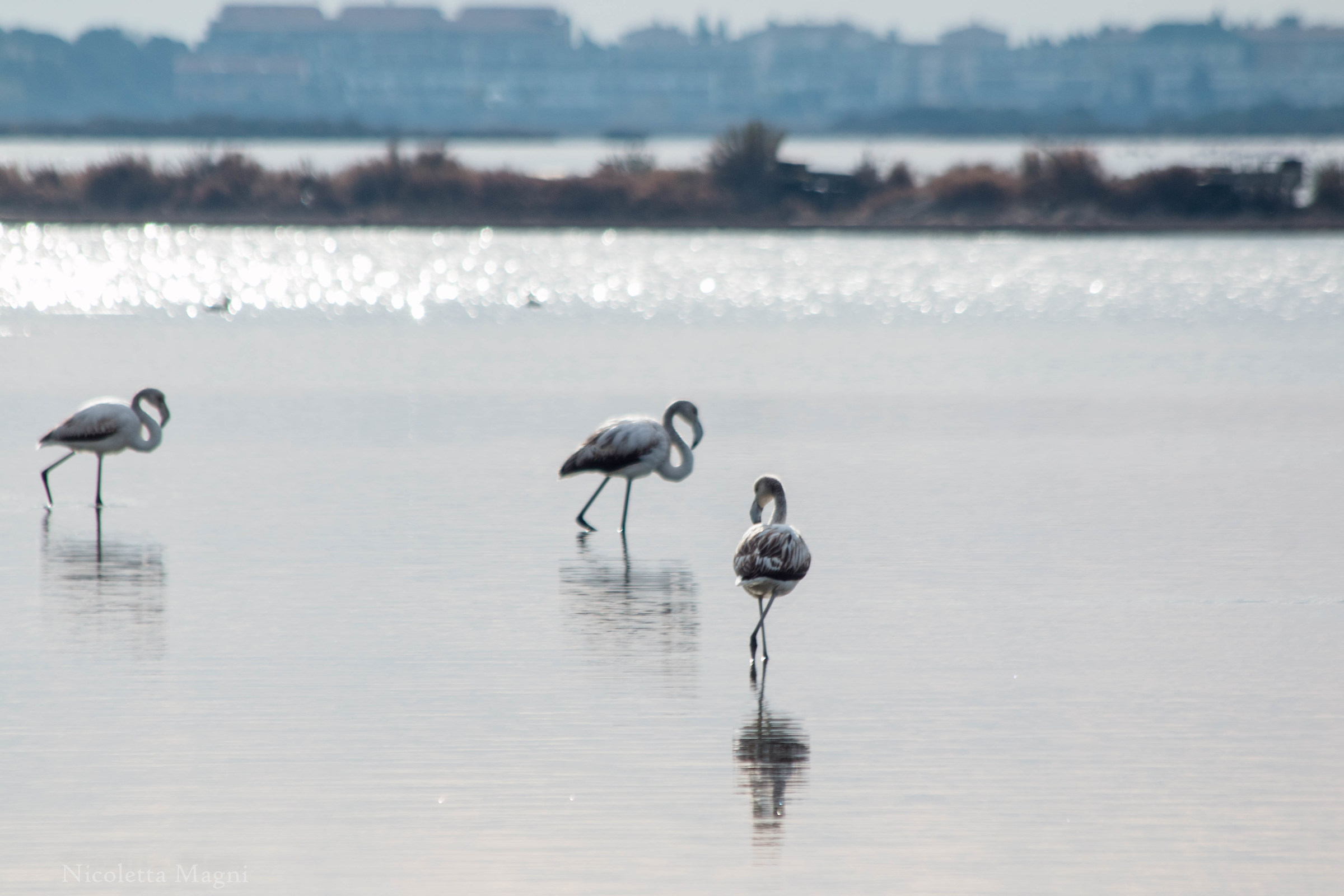 fenicotteri a spasso per la laguna
