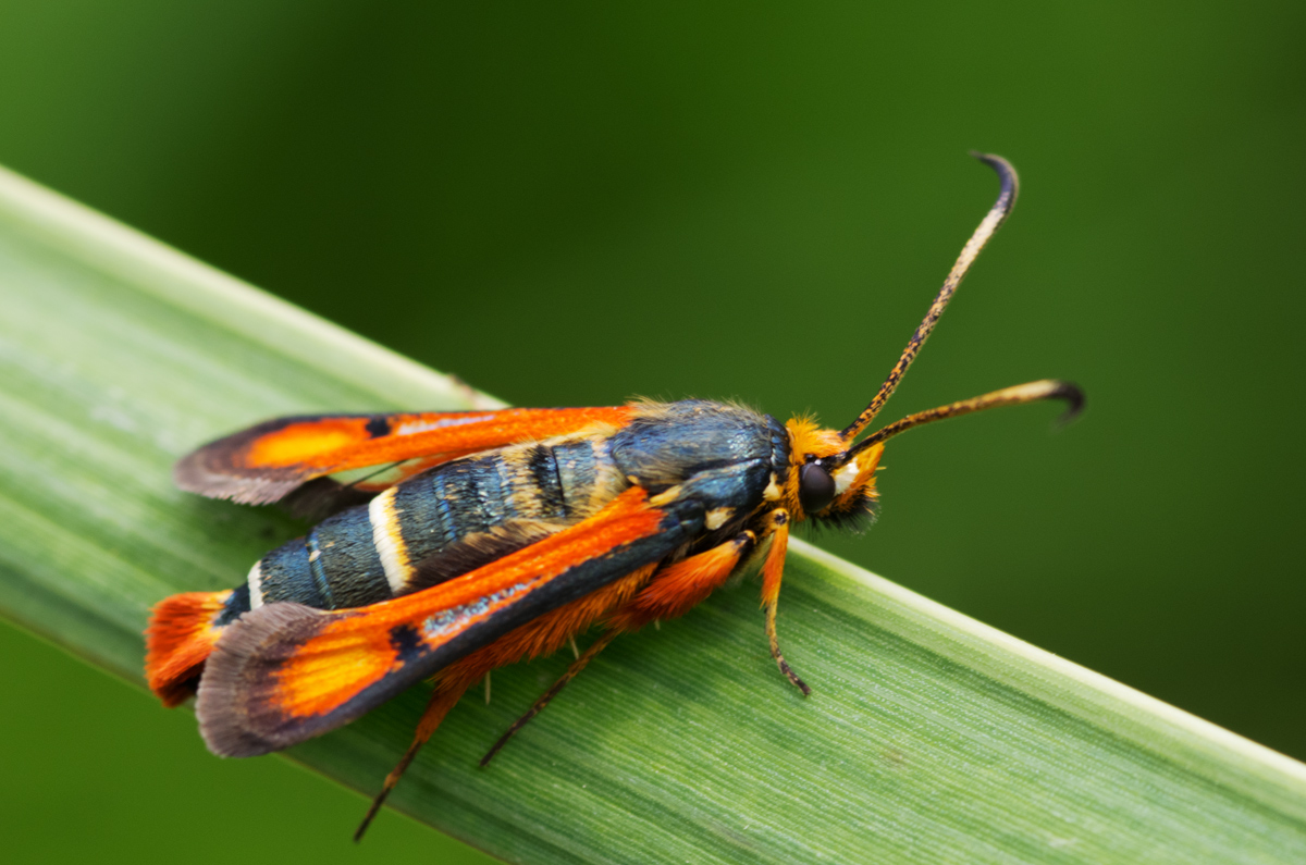 Pyropteron chrysidiforme (Esper, 1782) - Sesiidae