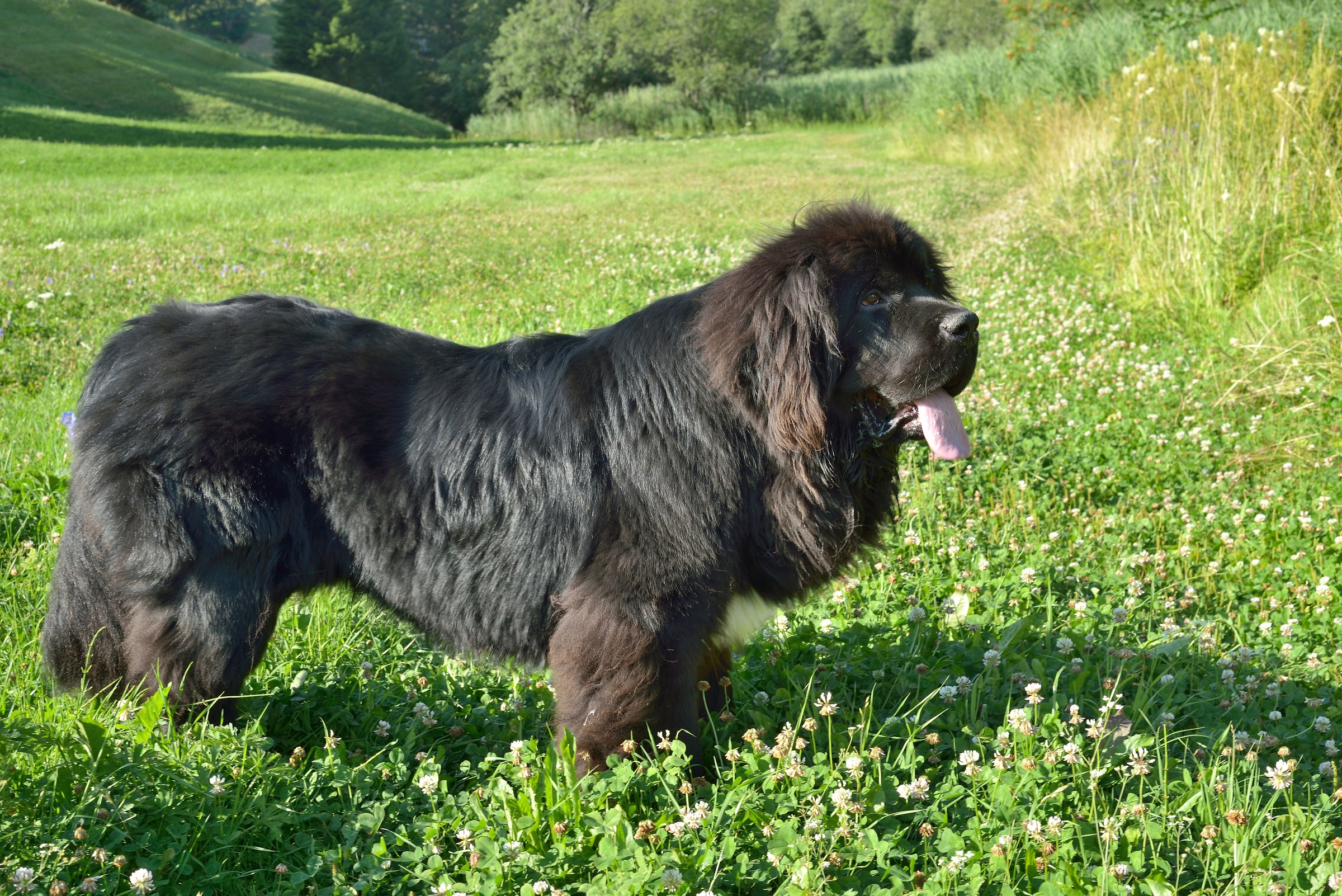 Poldo, cucciolo di Terranova a 9 mesi
