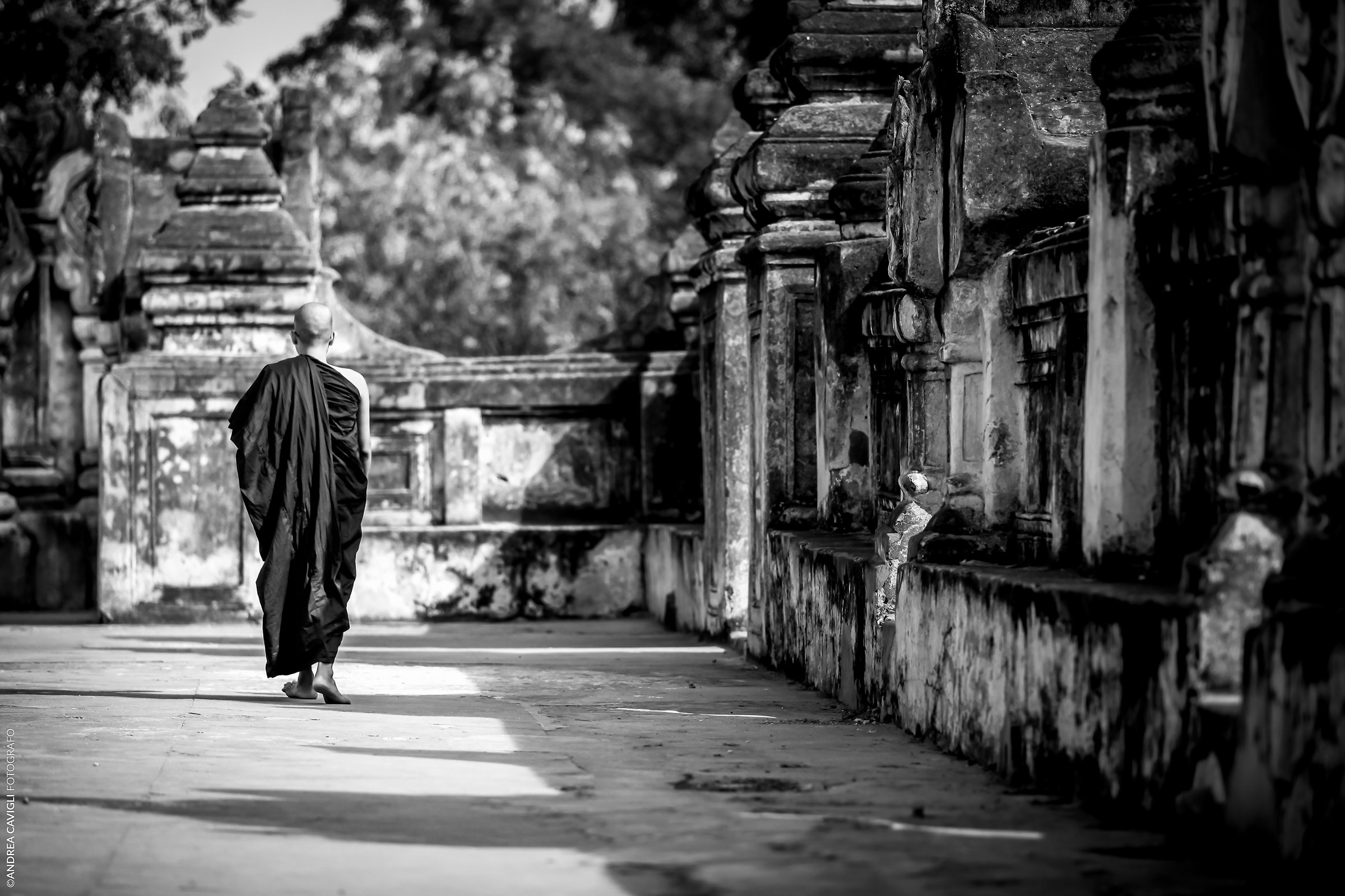 Monaco Burmese B / N