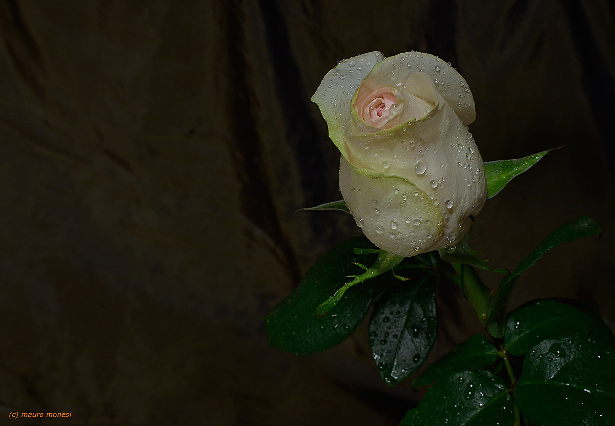 Caressed by the light.