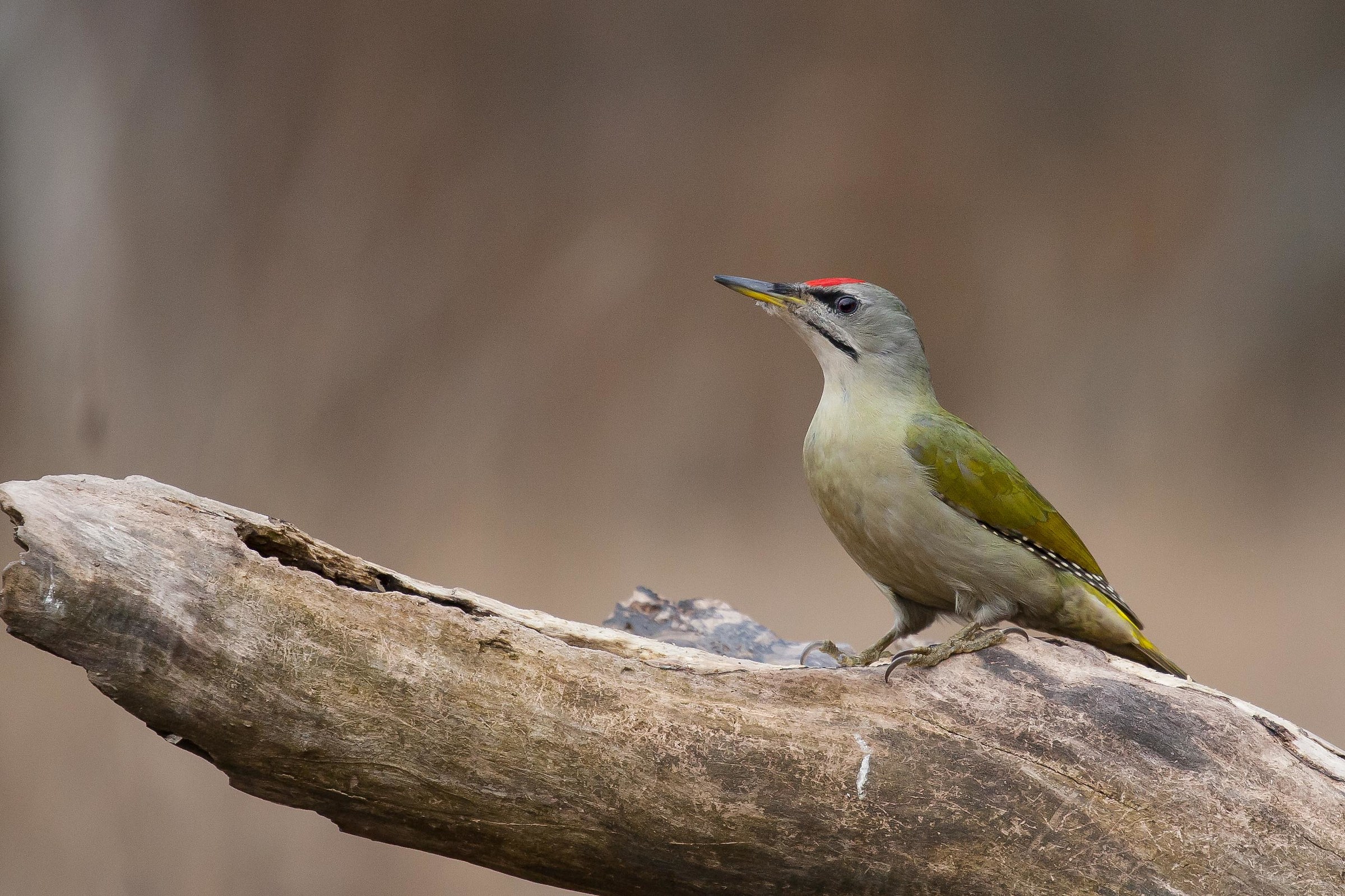 Gray-headed woodpecker (Picus canus)