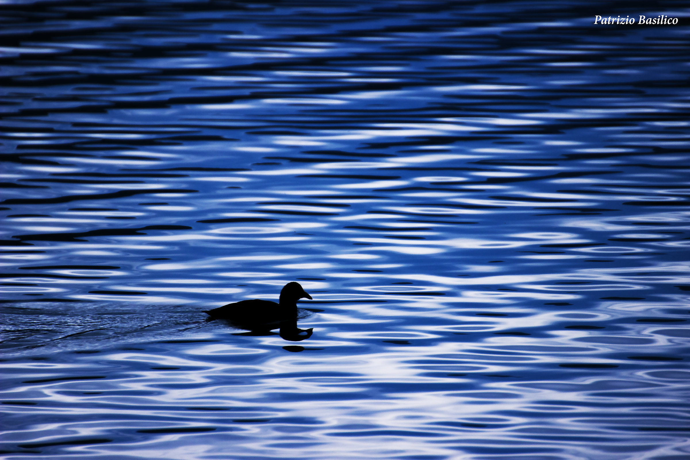 Swimming in a sea made of dreams