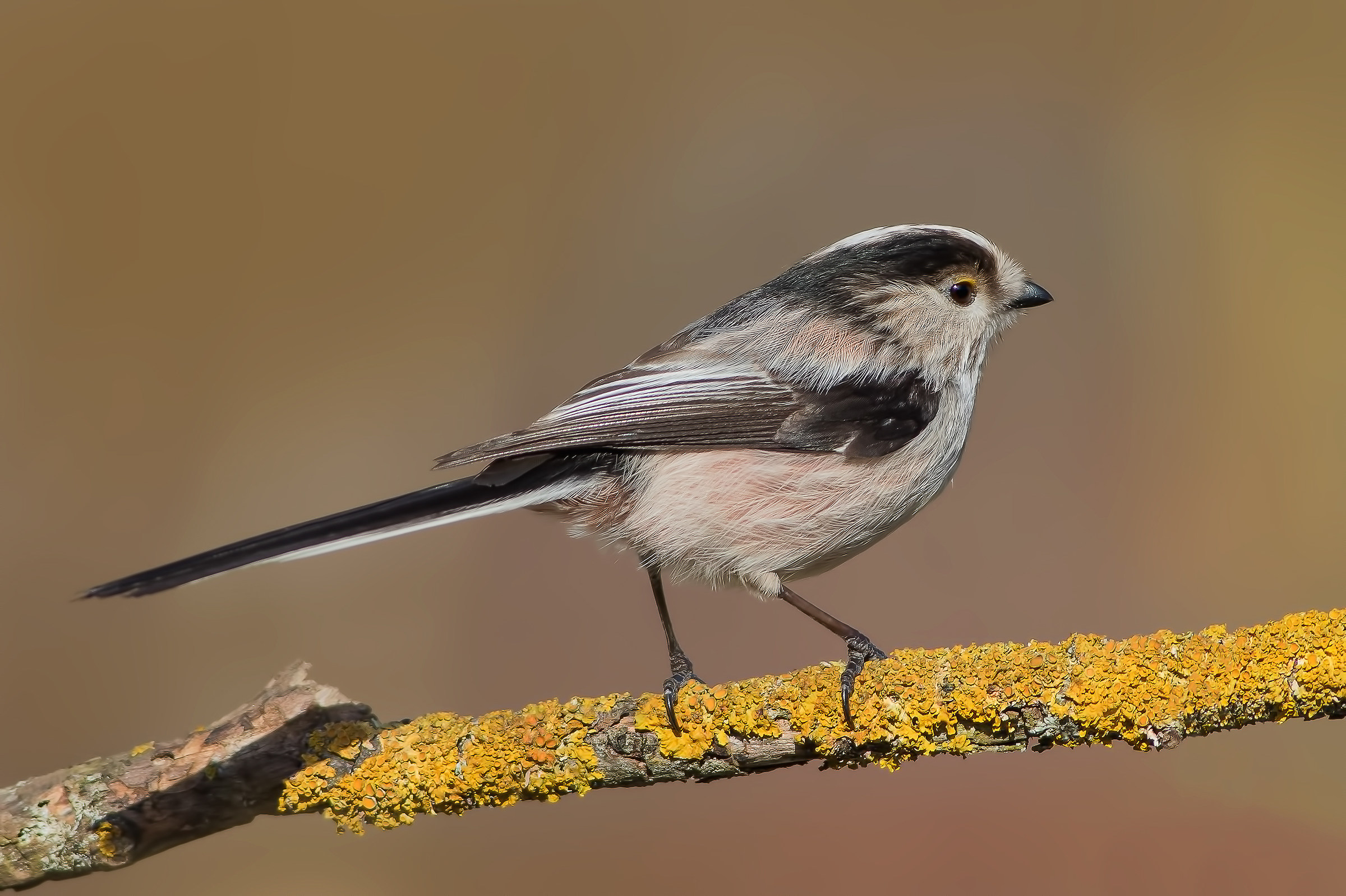 Codibùgnolo (Aegithalos caudatus)