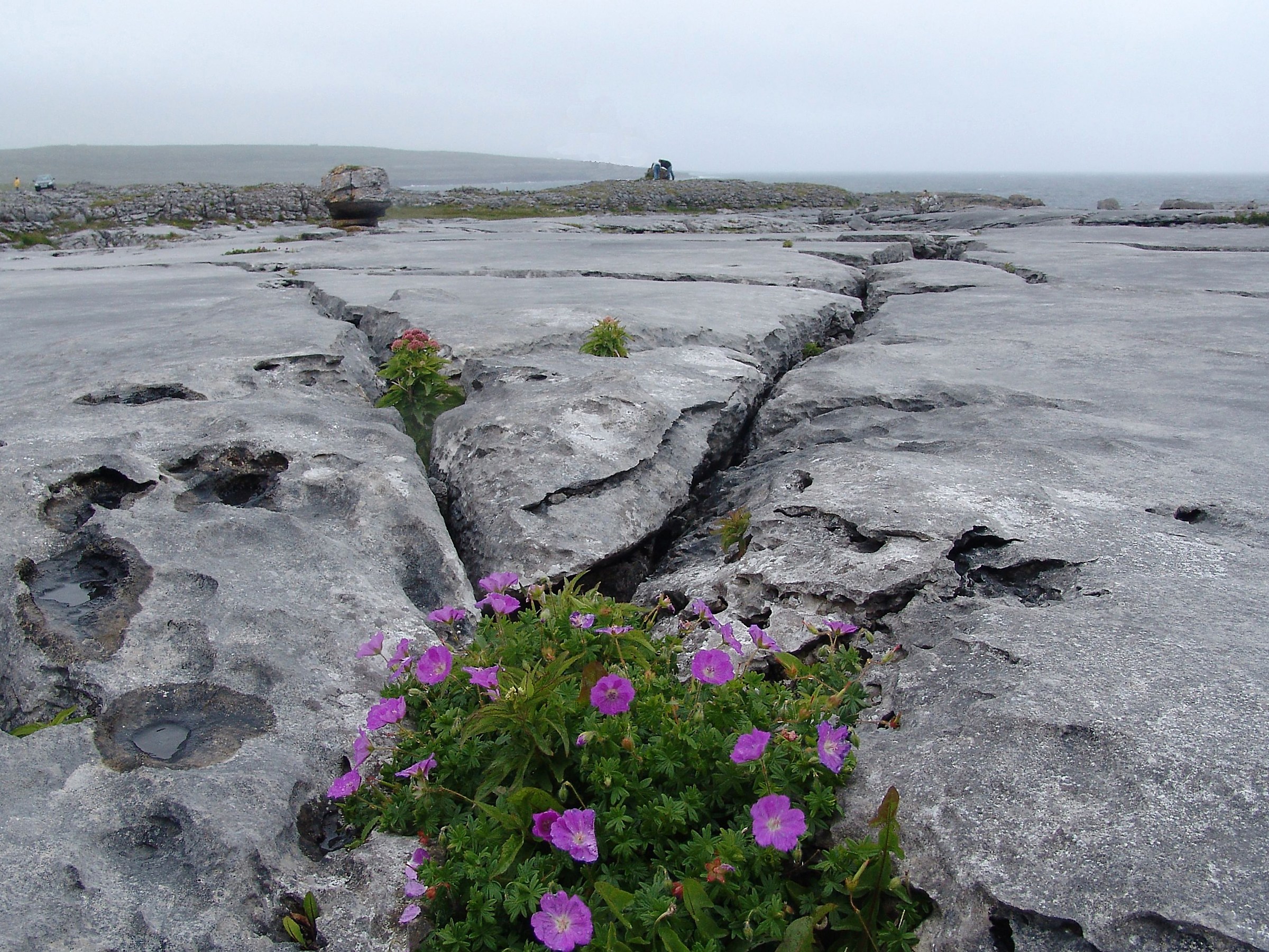 Flowers on a lava floor