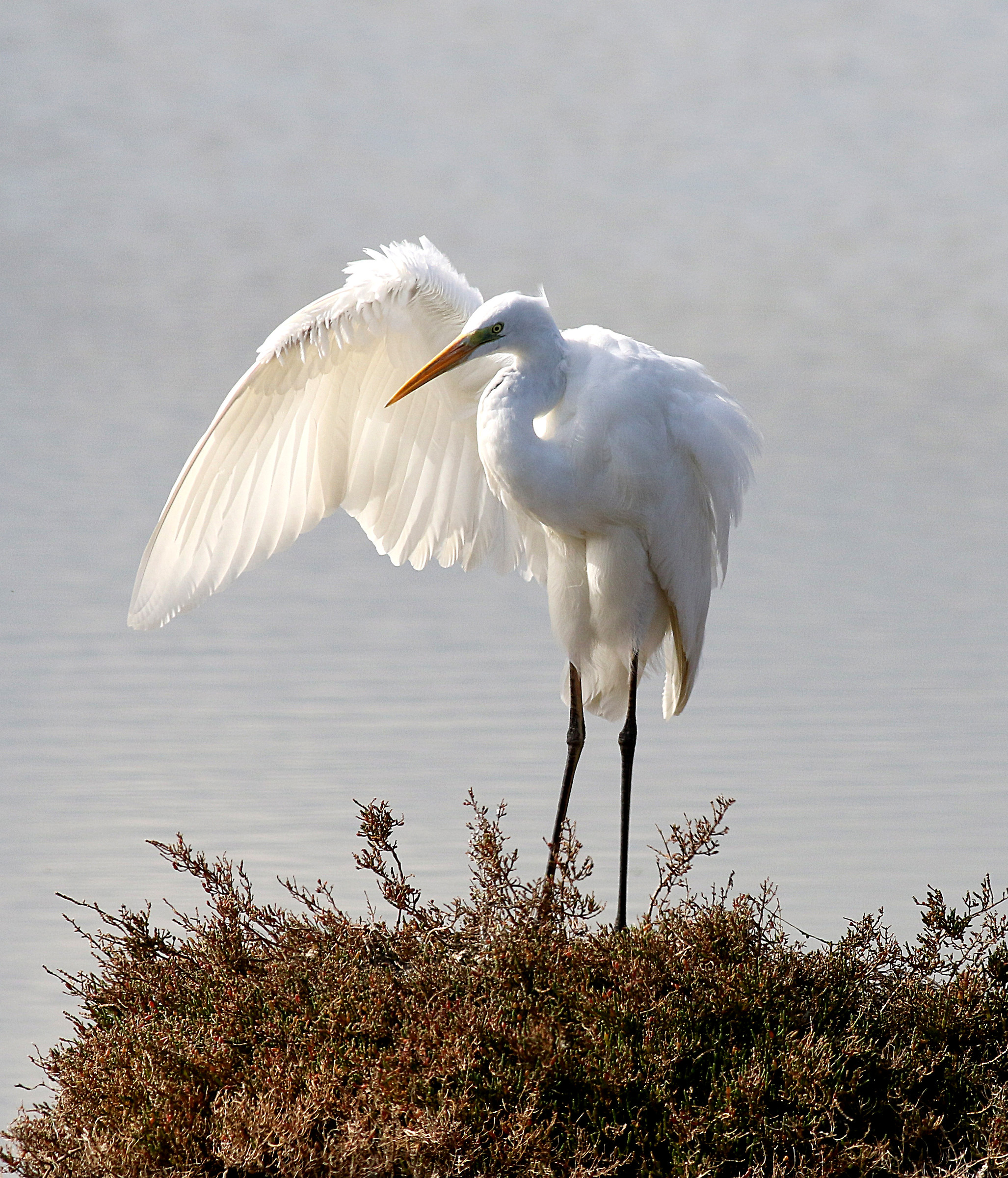 Great Egret posing.