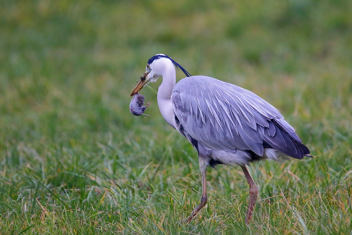 here is: go the way of the rat