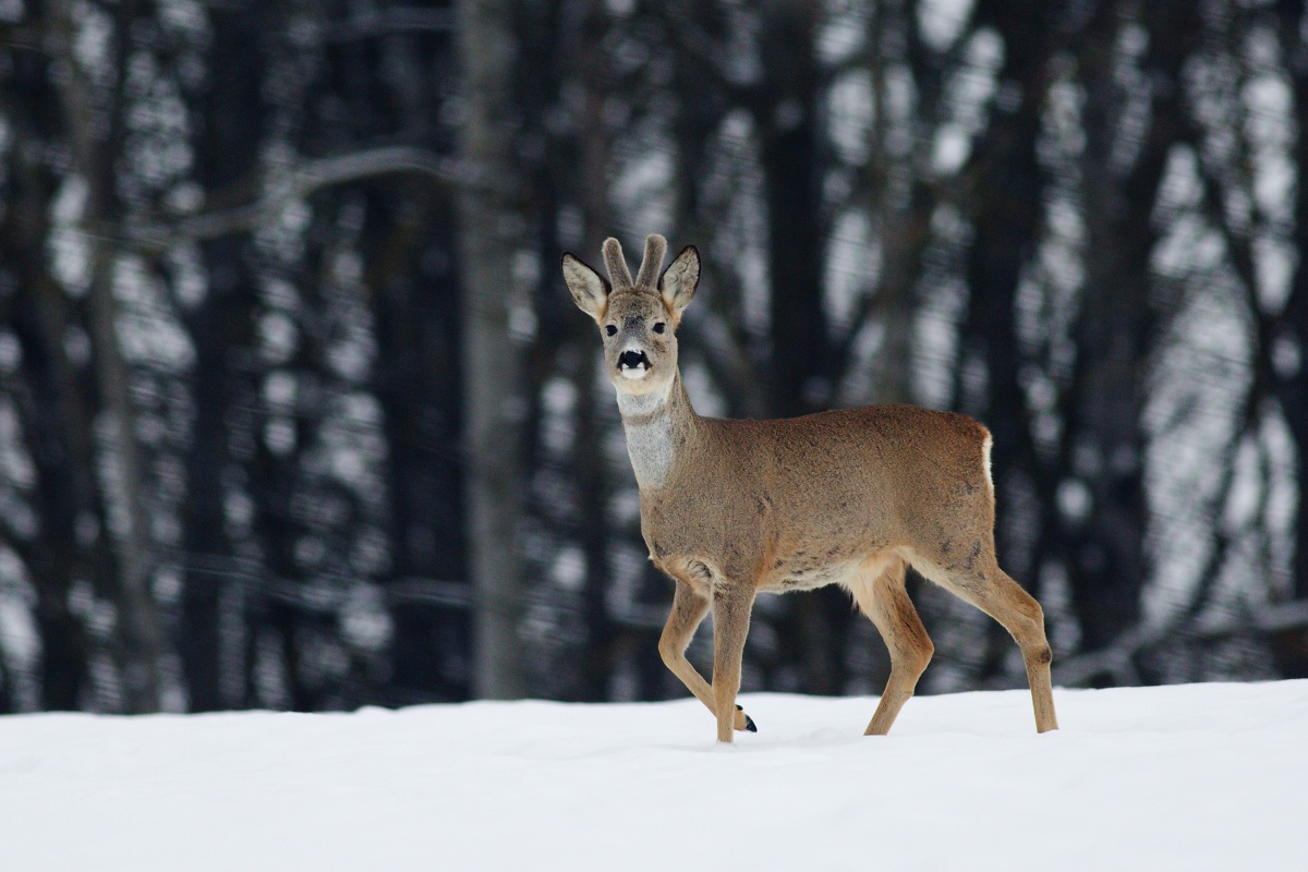 Roe deer on snow