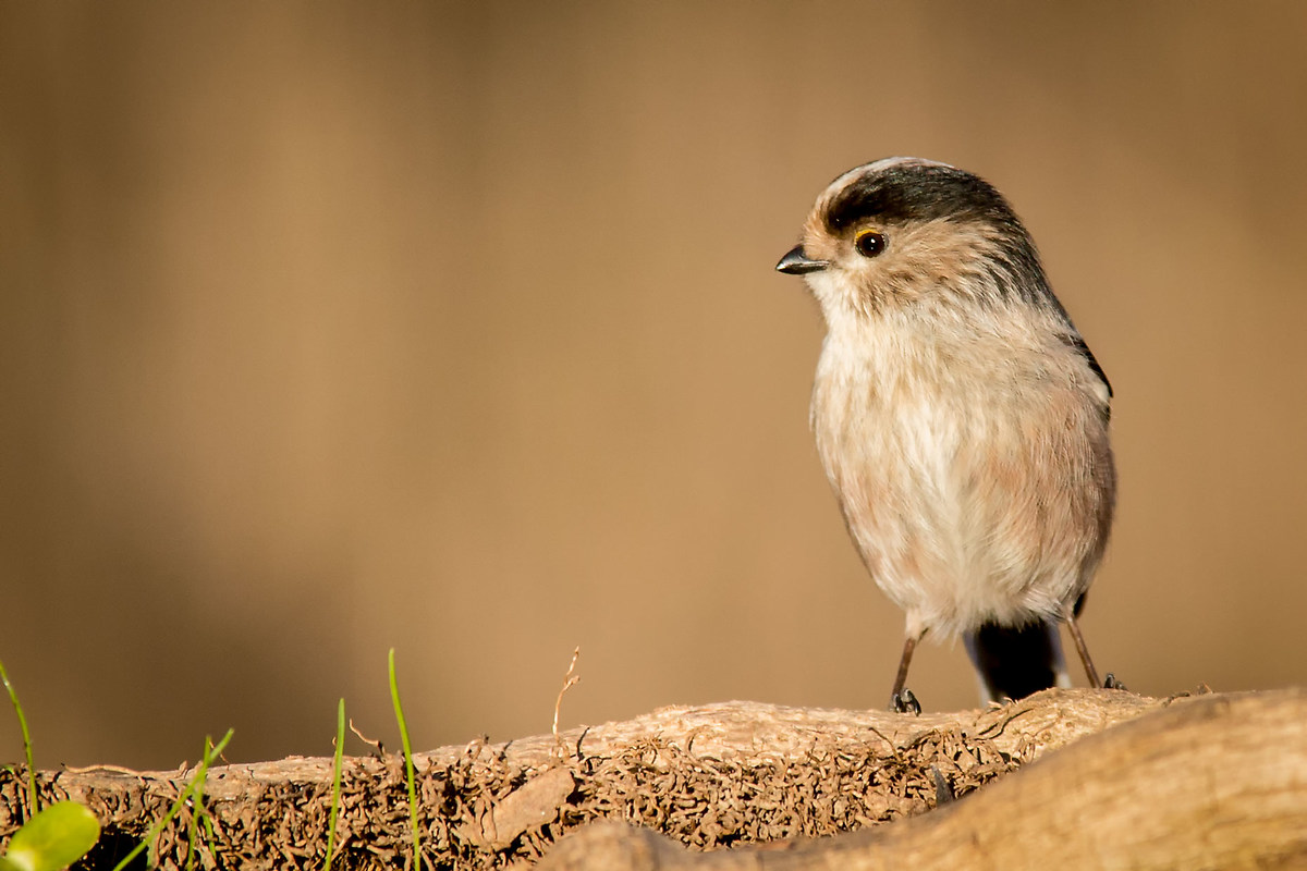 12 grams of coccolosità
