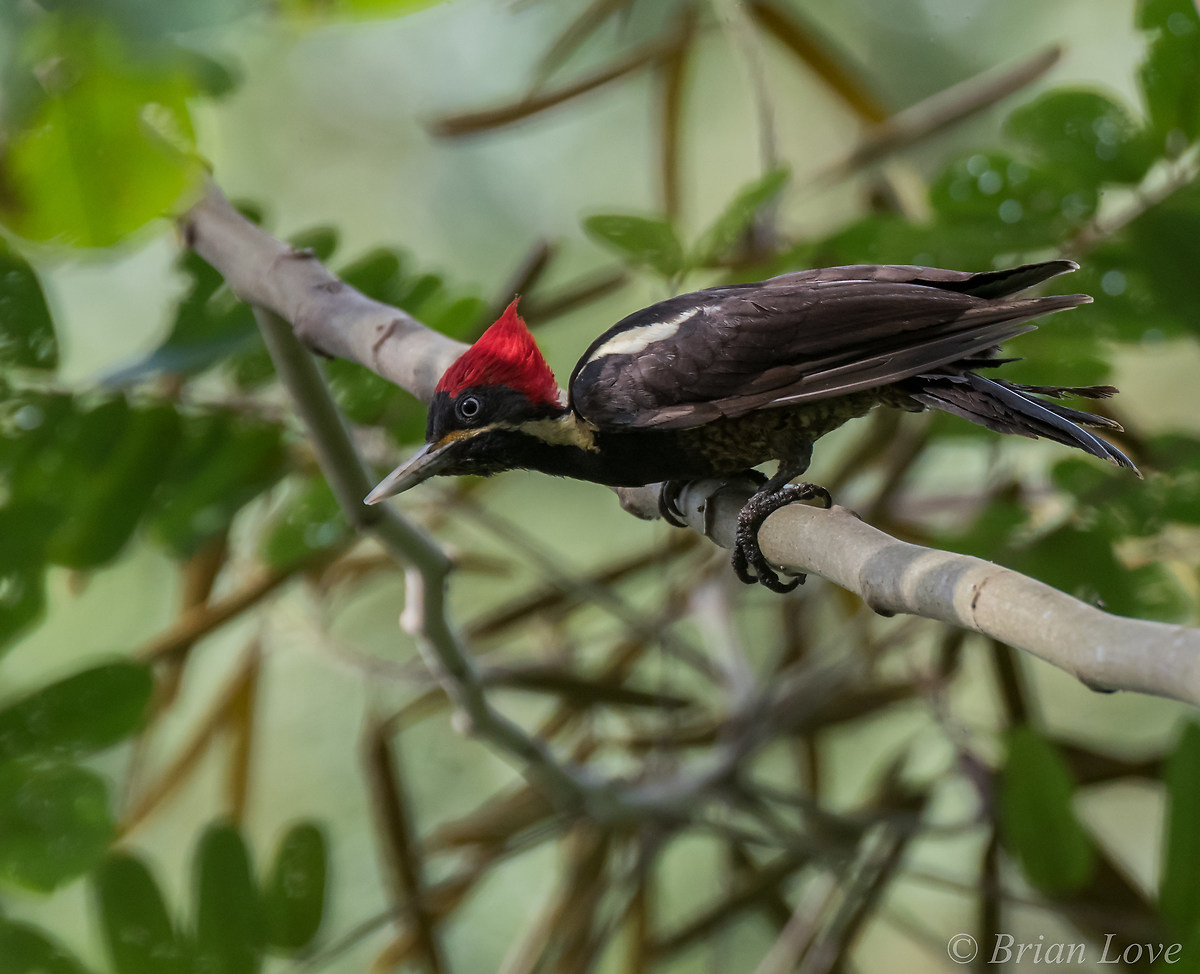 Pale-billed Woodpecker