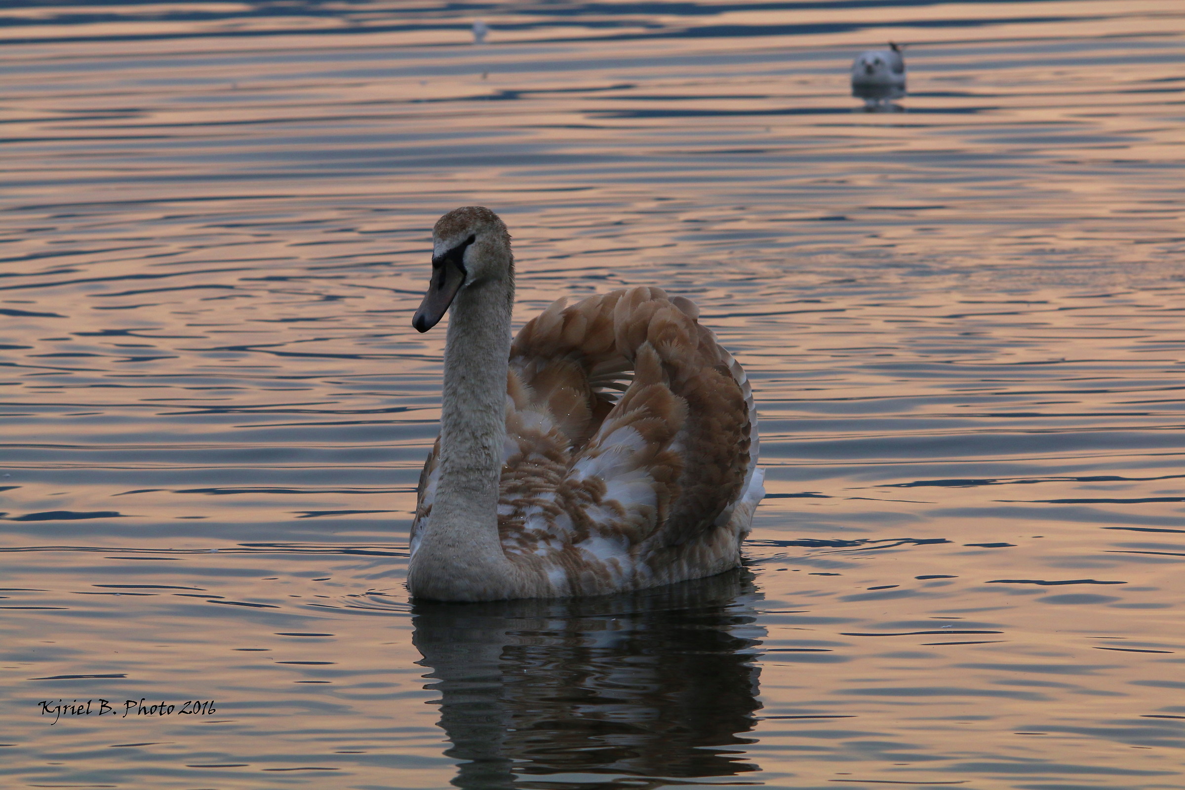 Swan at sunset