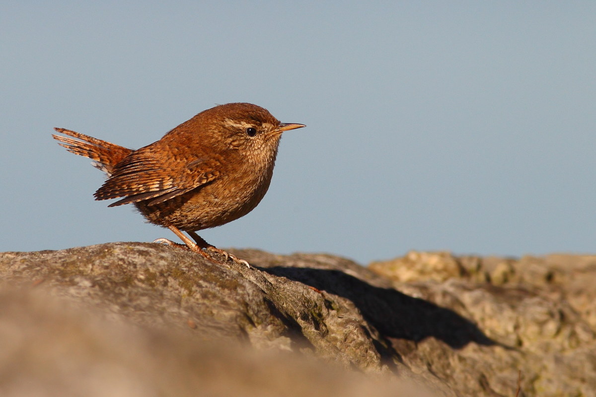 Wren