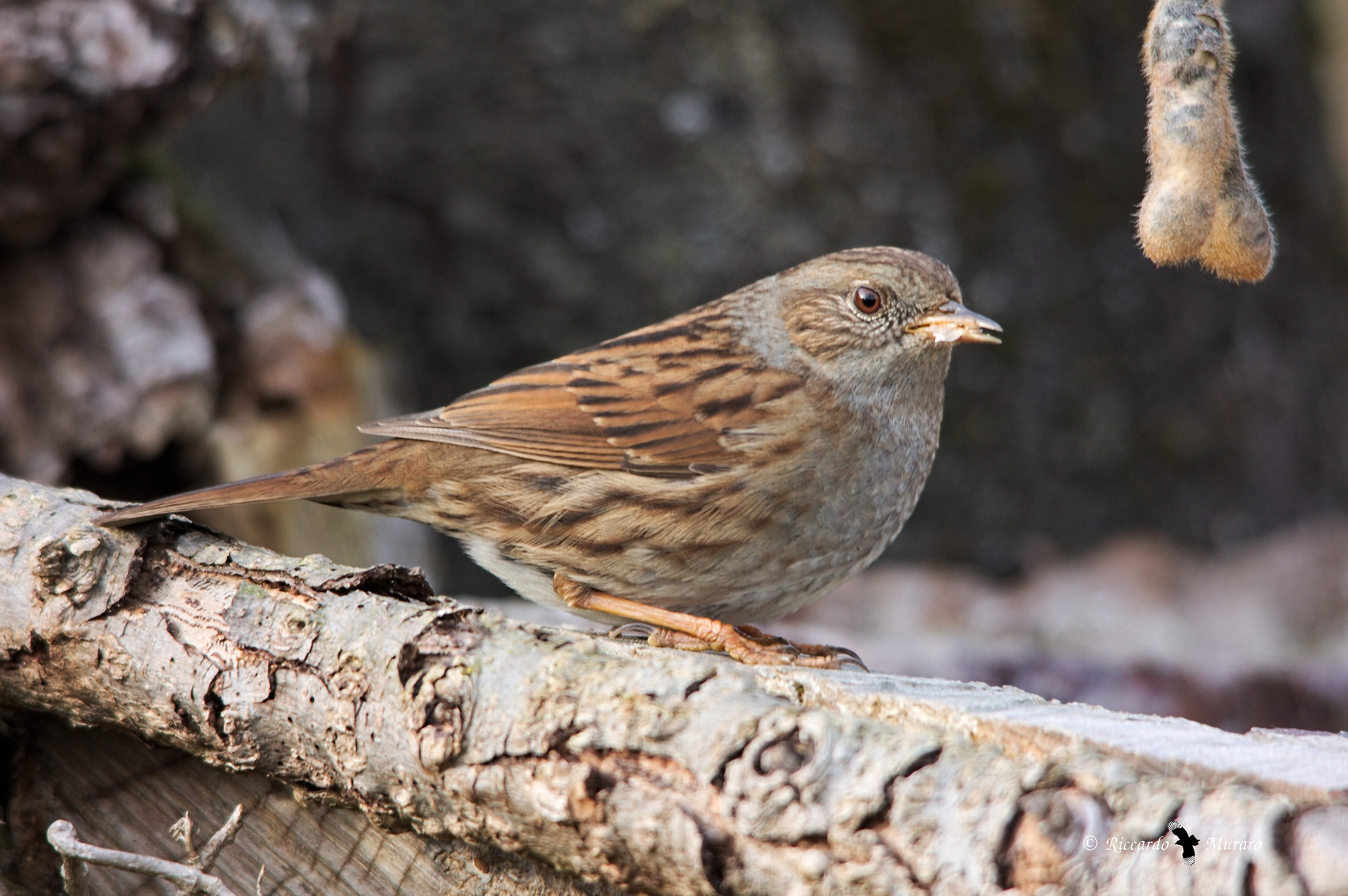 Dunnock and ... phallic bait !!!