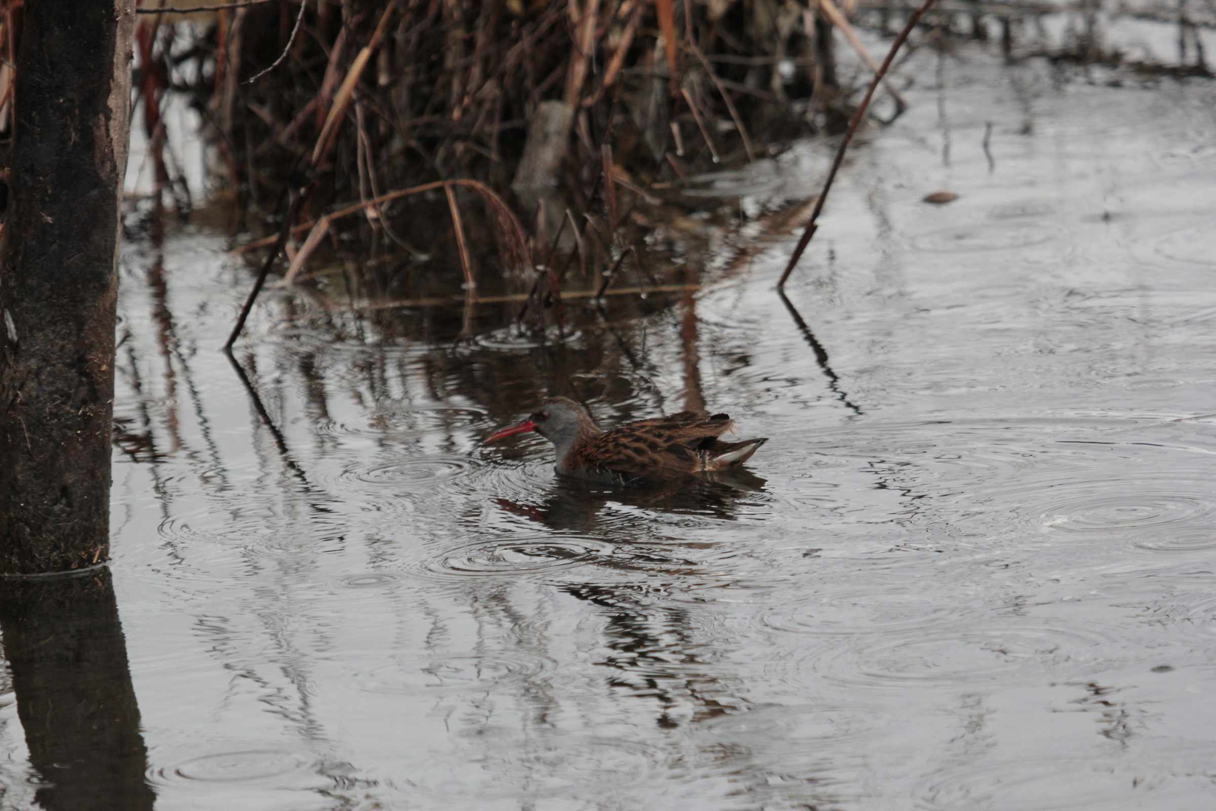 Water Rail