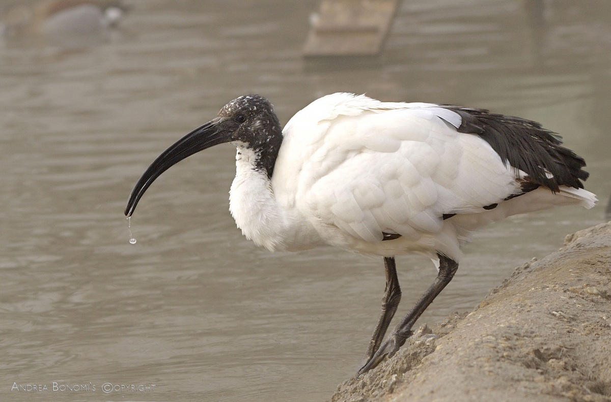 Ibis