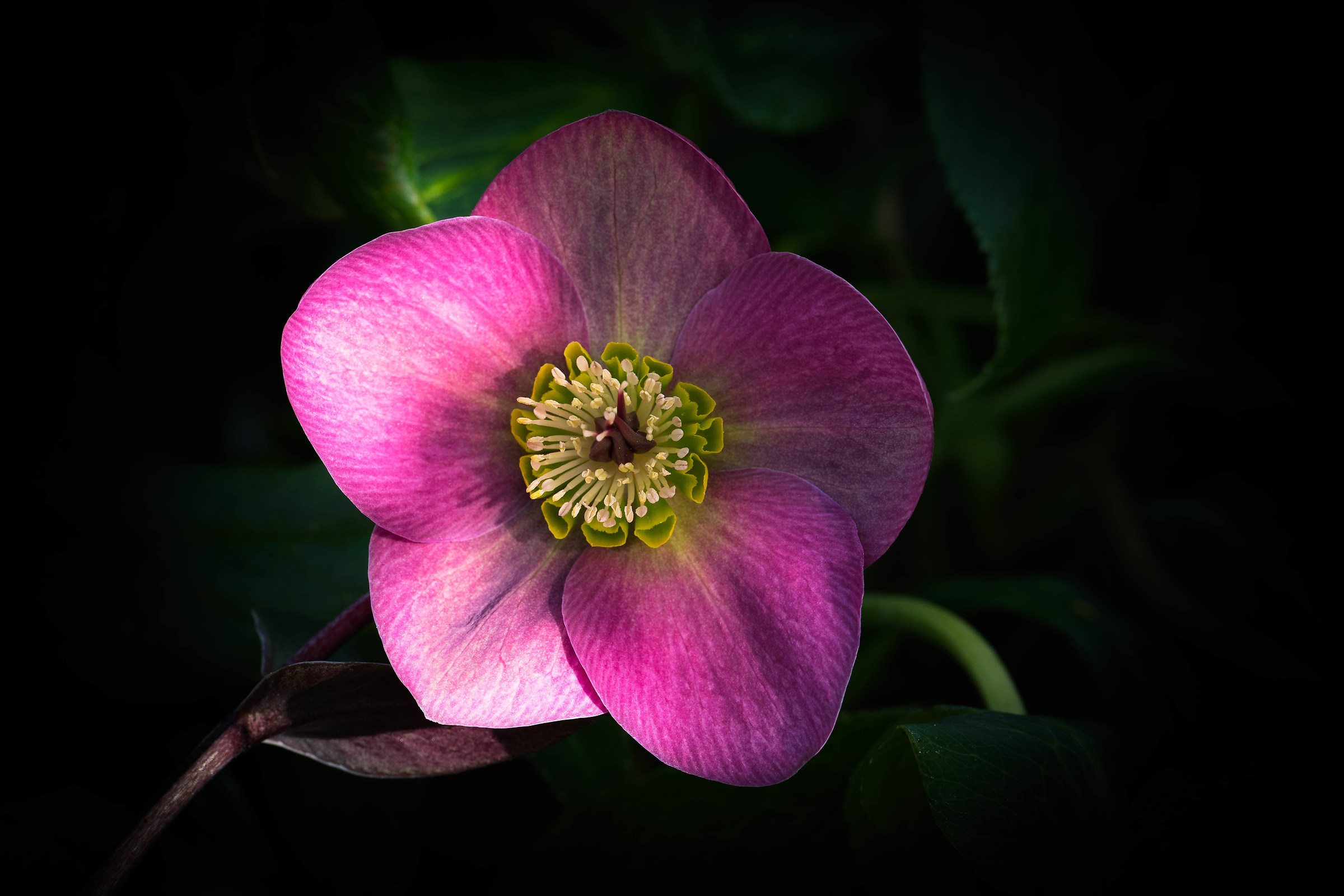 Helleborus